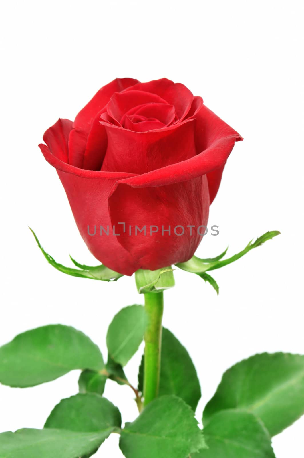 Beautiful red rose by Serg64