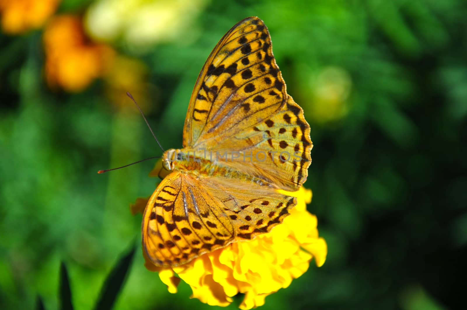 High brown fritillary (Fabriciana adippe) sitting on flower