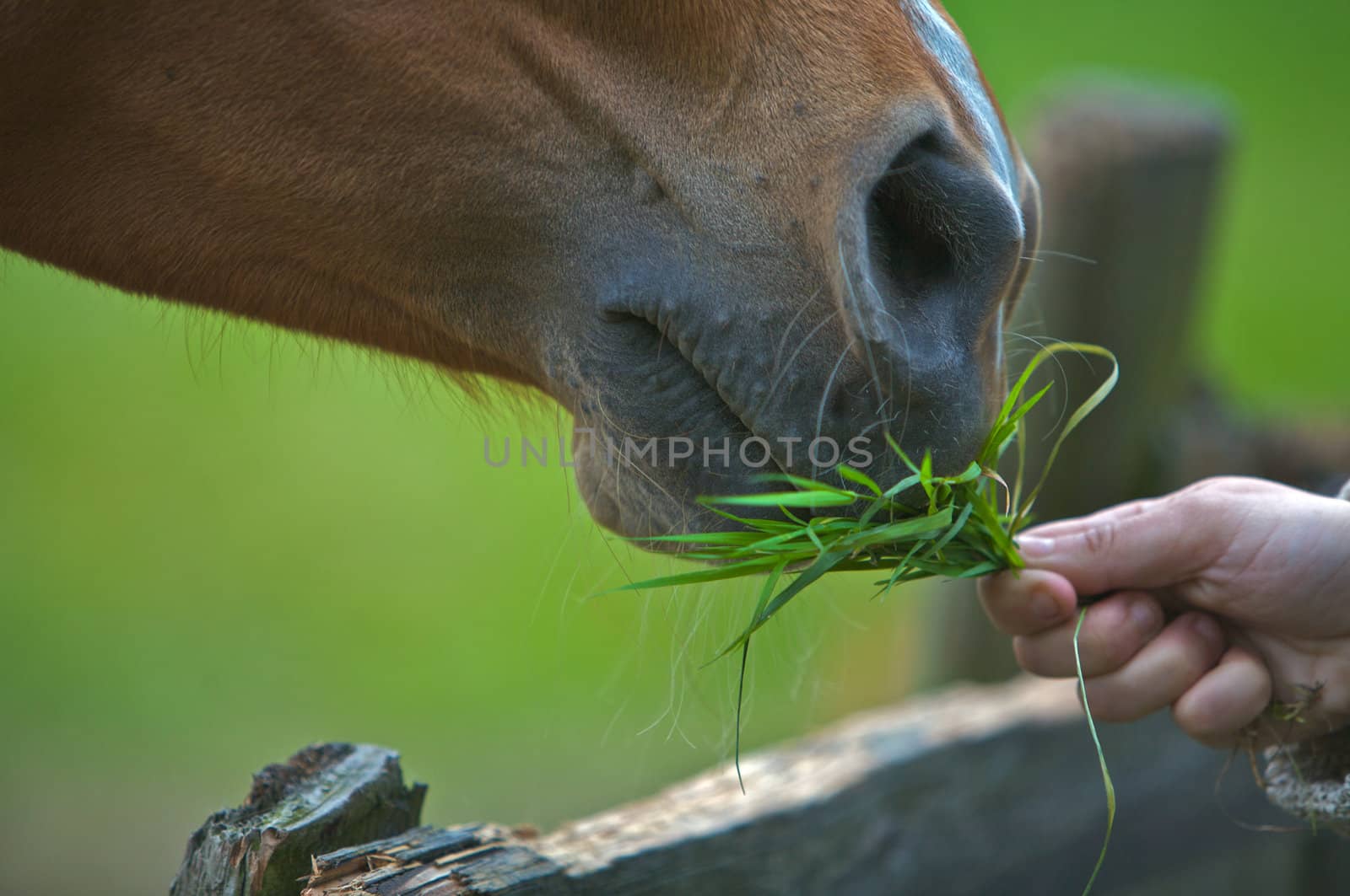 Horse eating grass by instinia