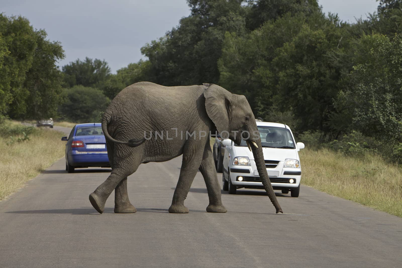 Elephant cross a road with cars very close, Kruger National Park