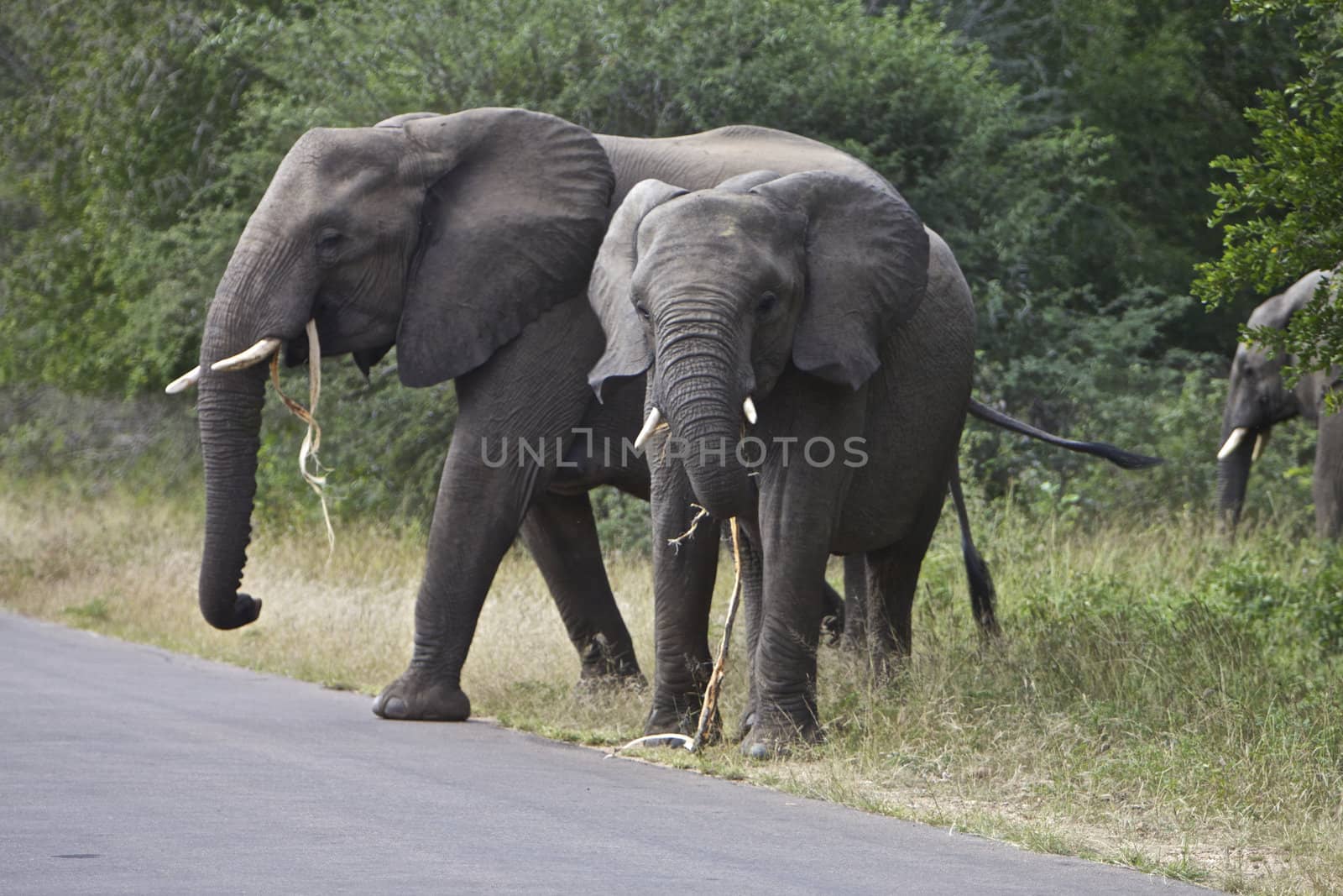 A herd of African Elephants crossing the road at the Kruger National Park in South Africa, 2010
