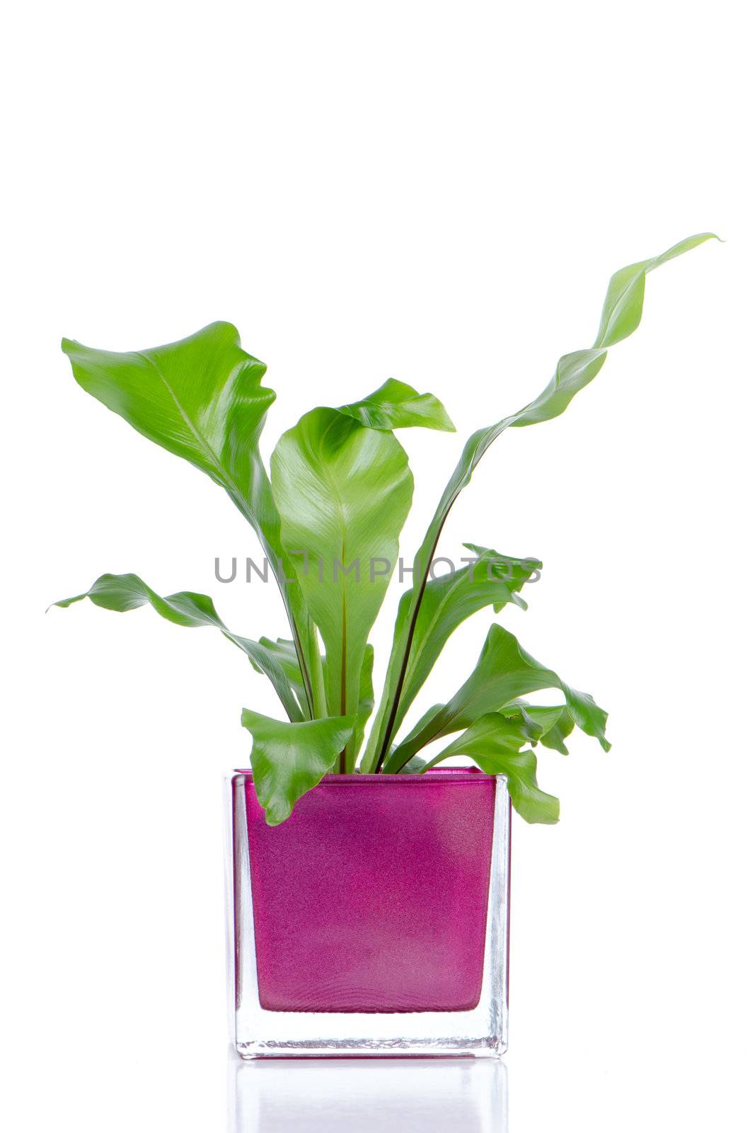 Houseplant in glass pot isolated on white background.