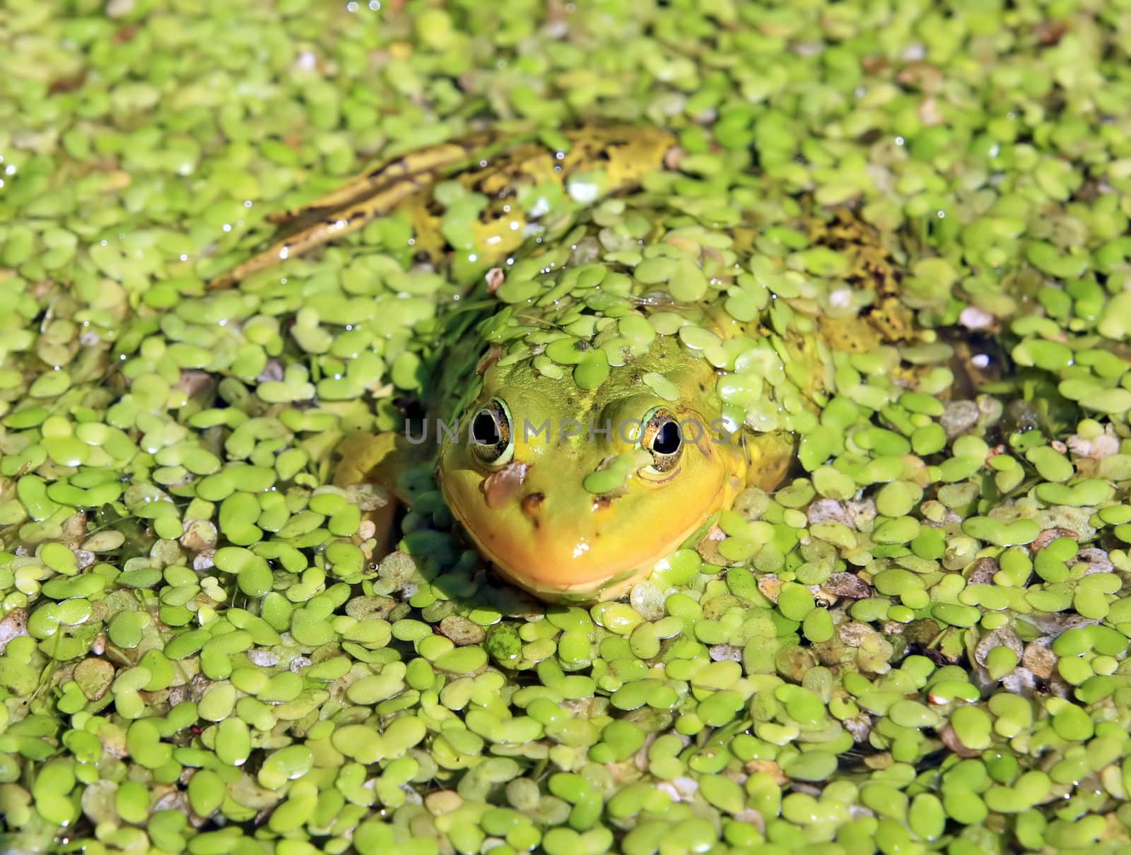 frog in marsh amongst duckweed