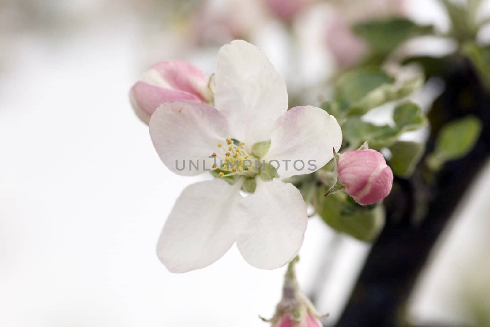 Closeup of apple blossoms. Springtime.