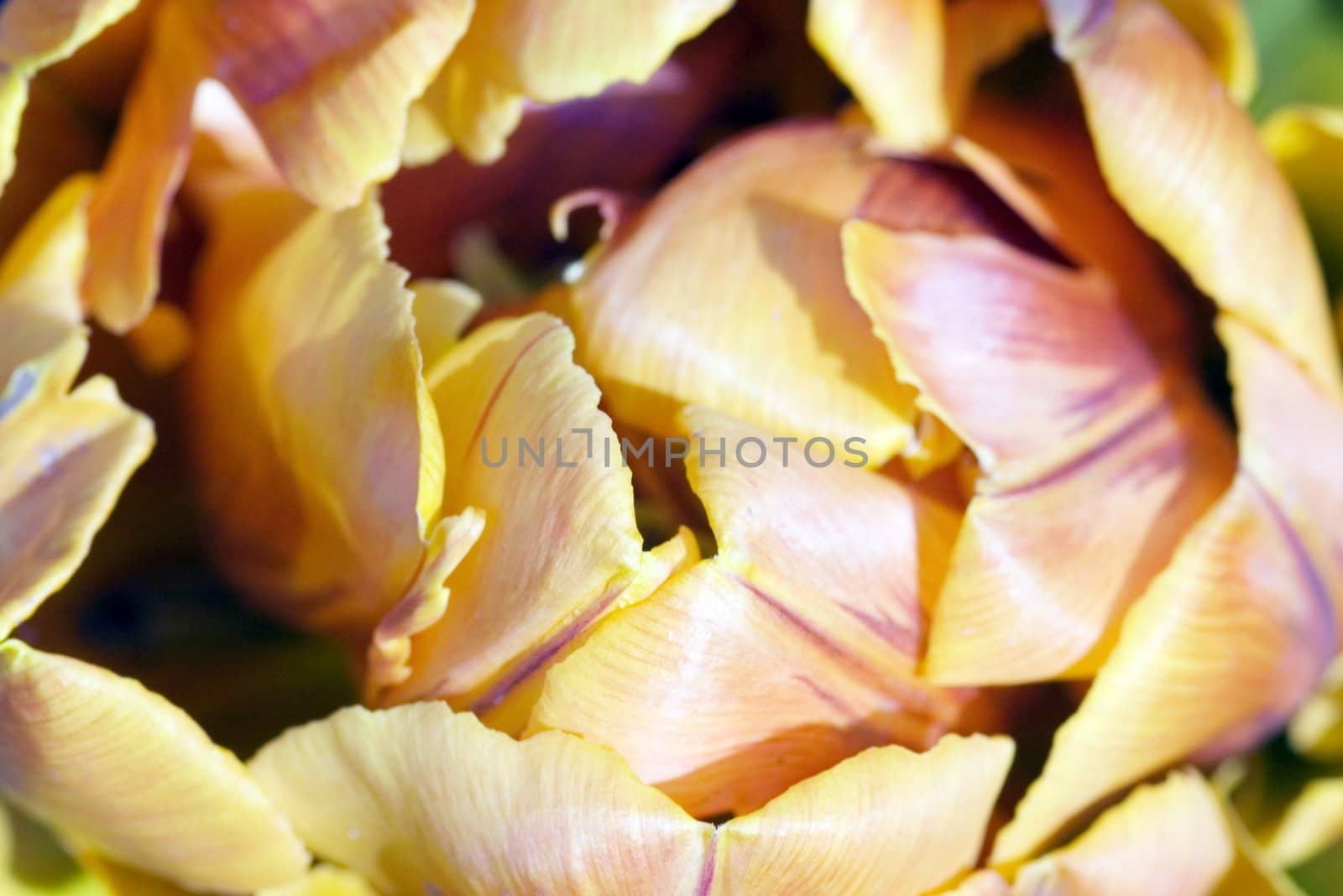 close-up shot of the stamen of a orange tulip