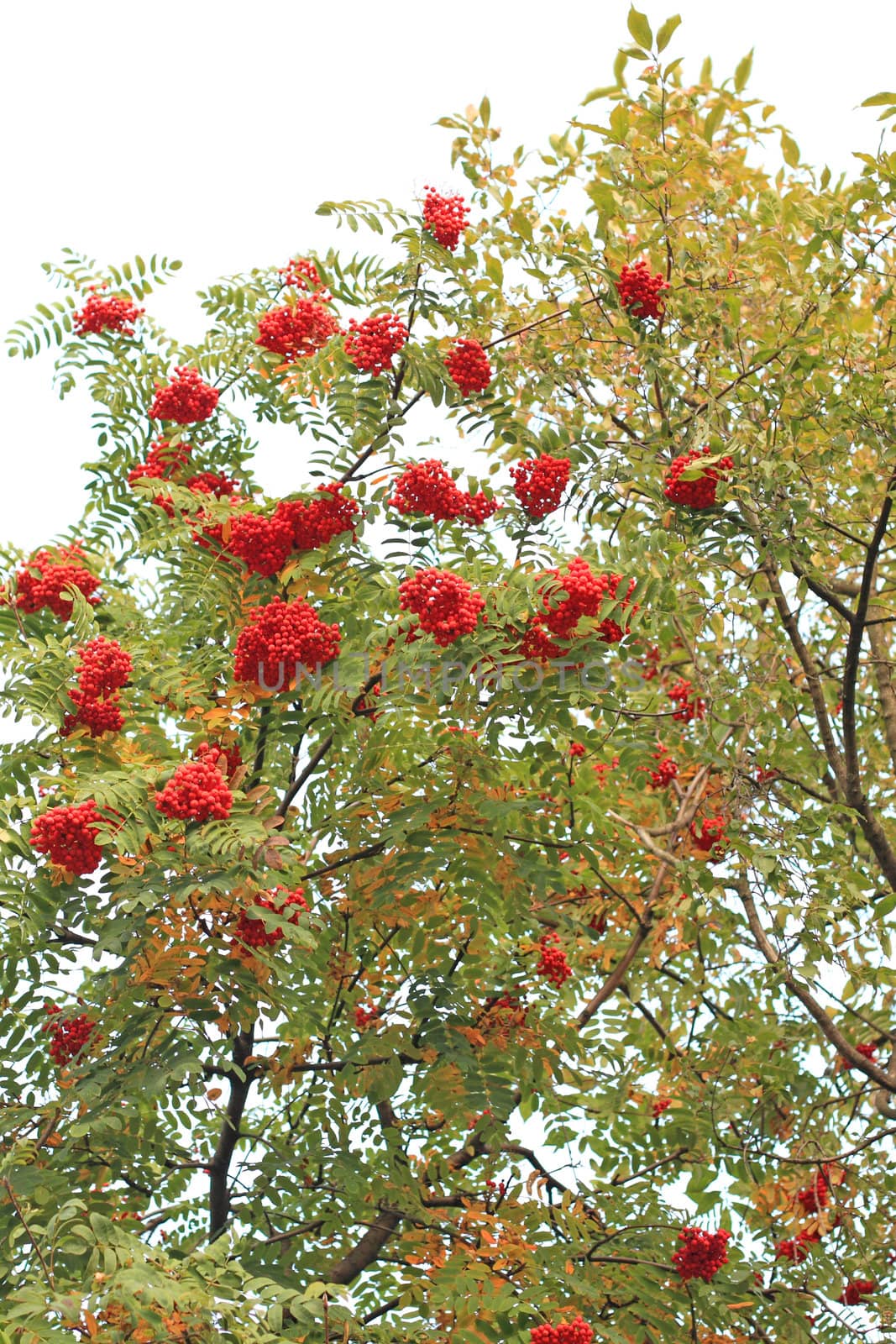Rowanberry tree in the middle of the fall