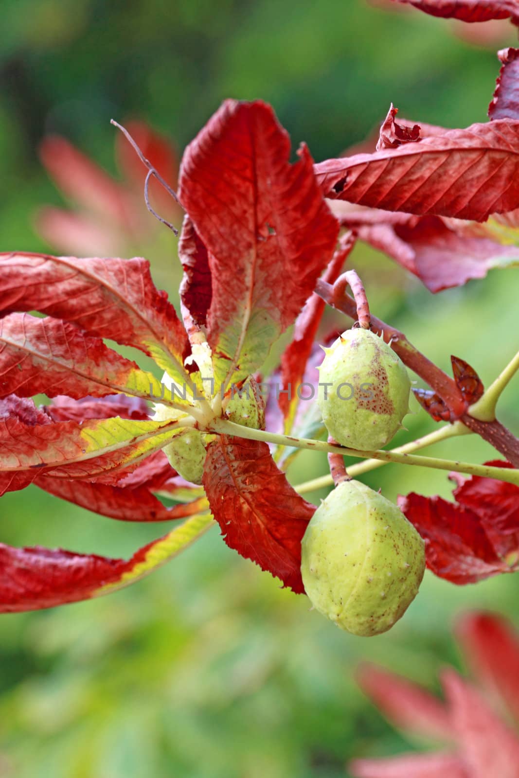 Close up of the green chestnuts and red leaves