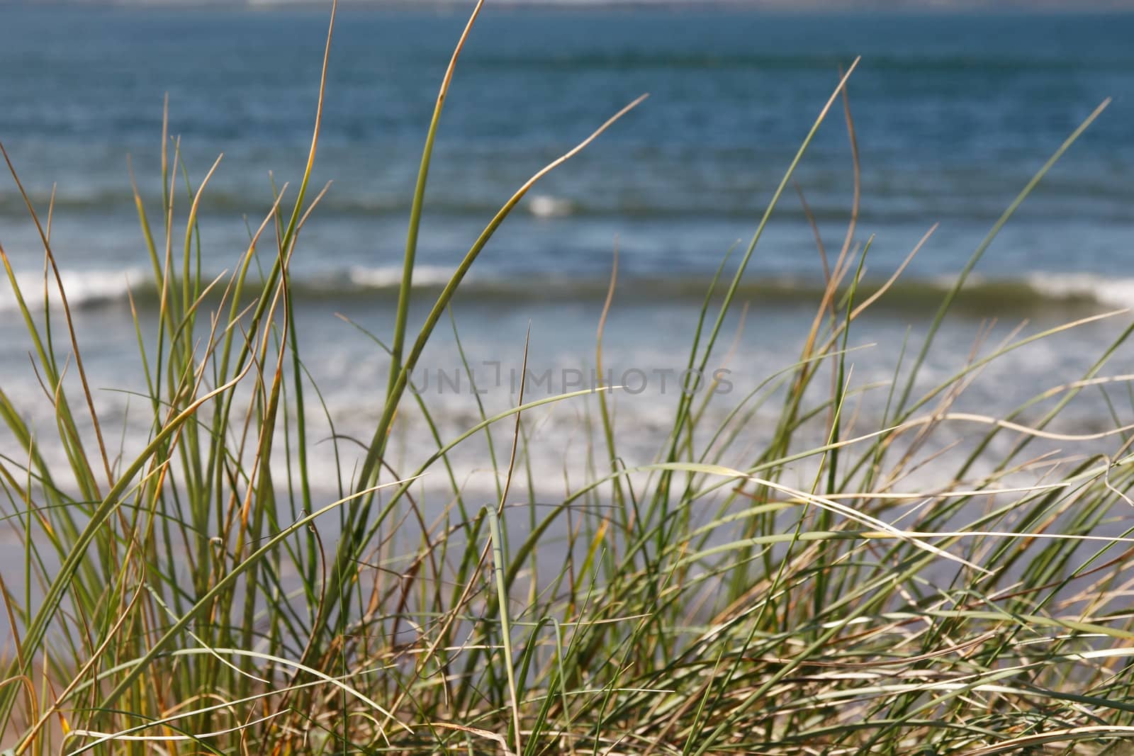 tall grass on the sand dunes in kerry ireland