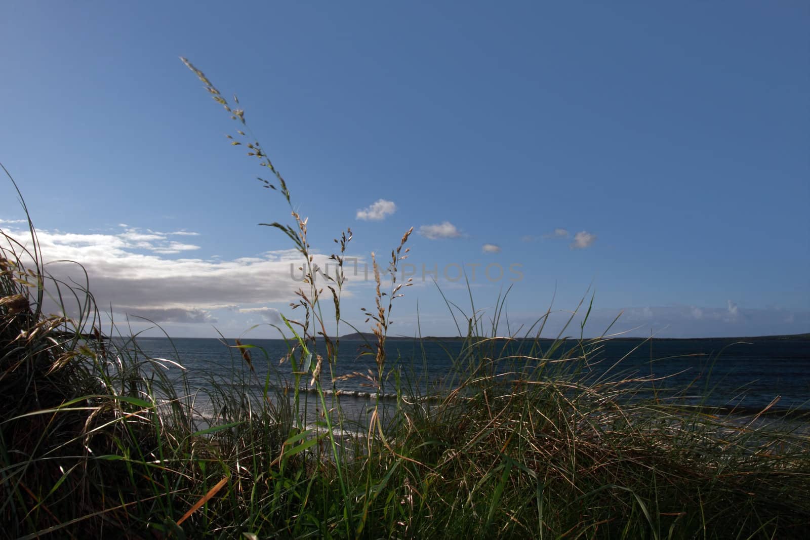 tall grass on the sand dunes in kerry ireland