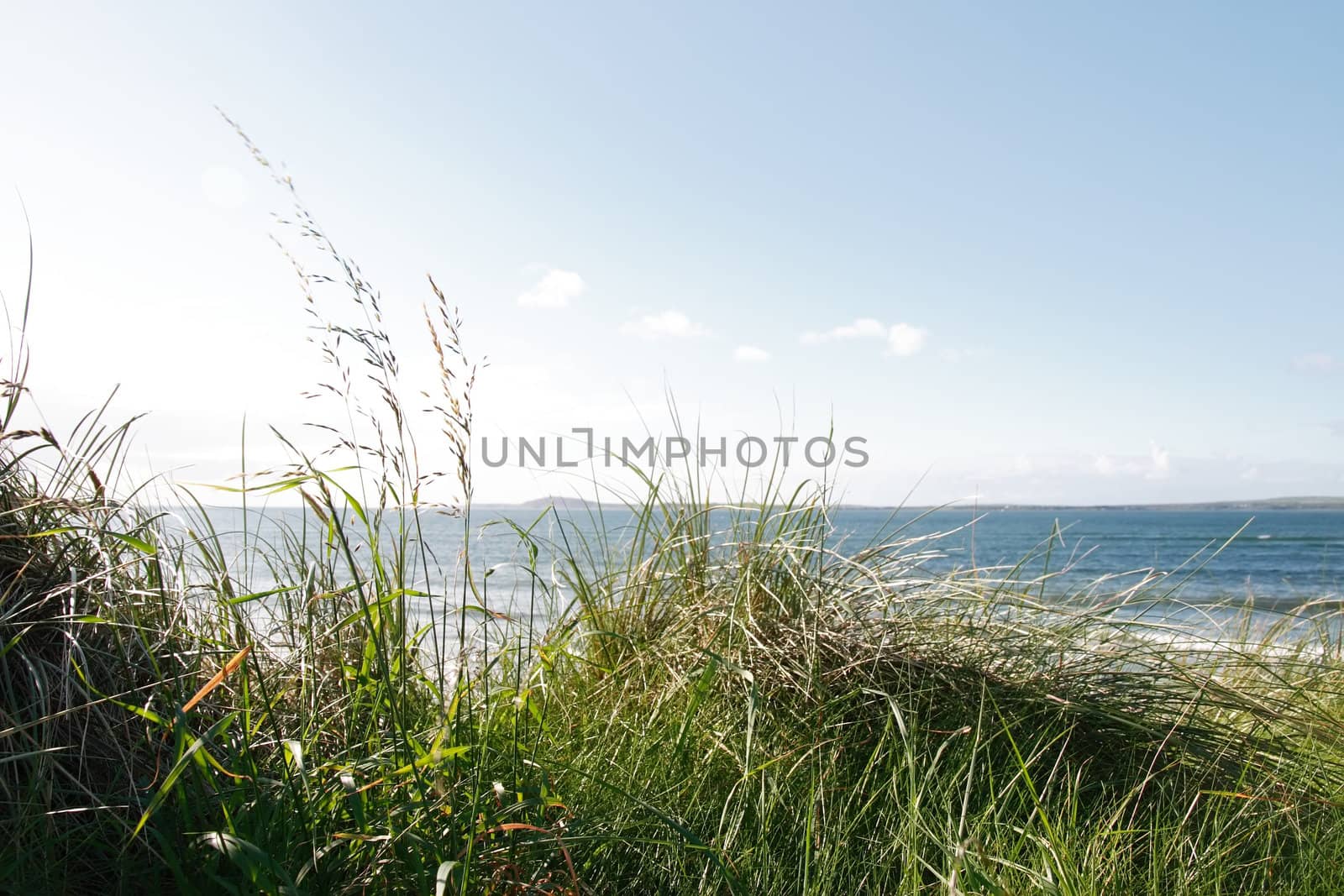tall grass on the sand dunes in kerry ireland