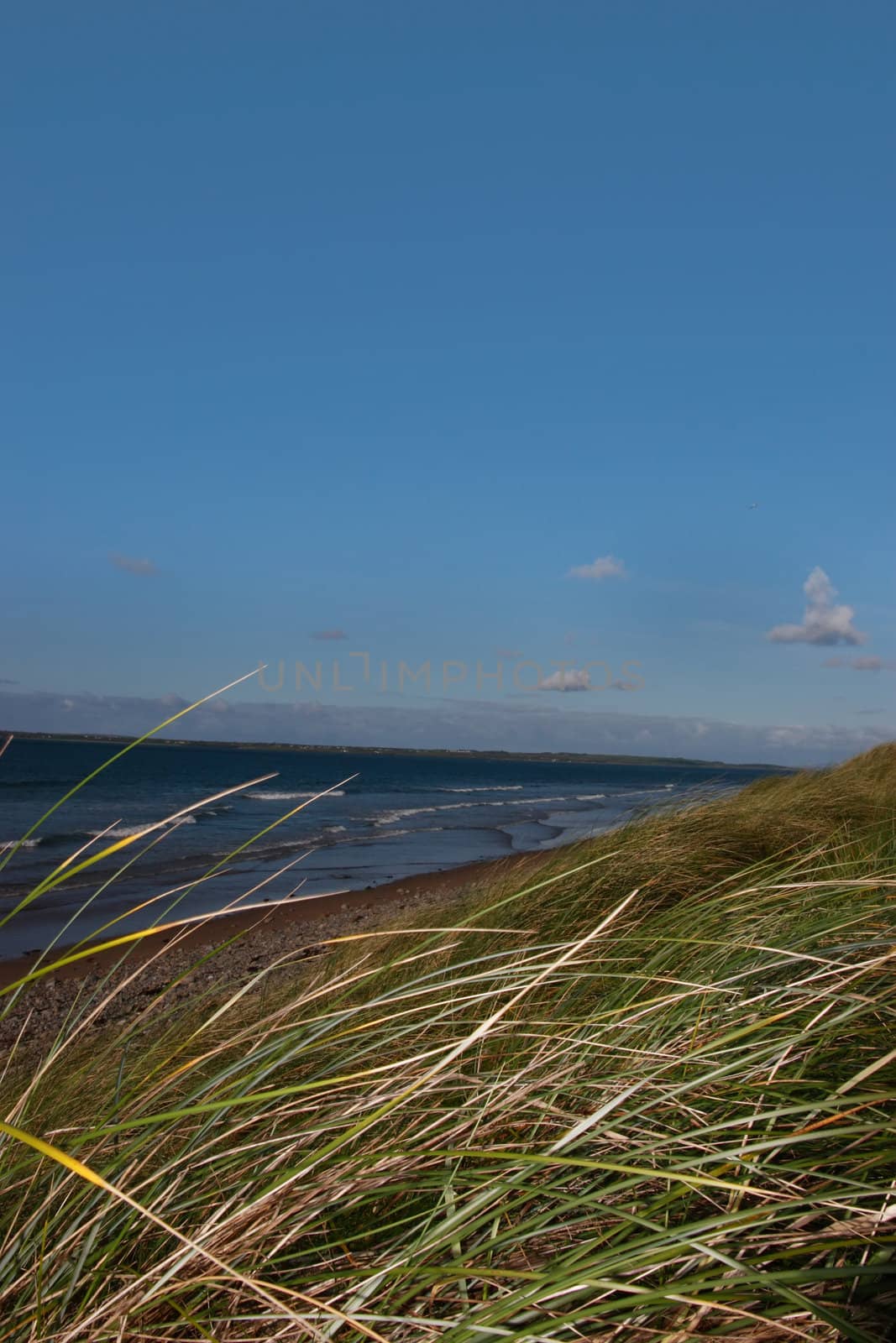 tall grass on the sand dunes in kerry ireland