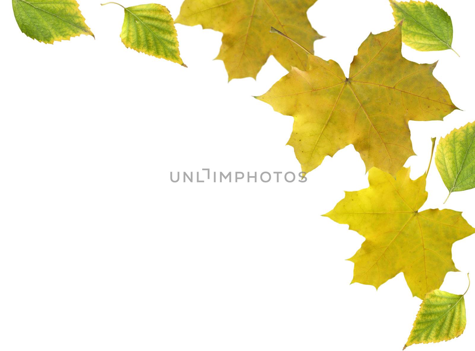 Leaves frame by Kriblikrabli