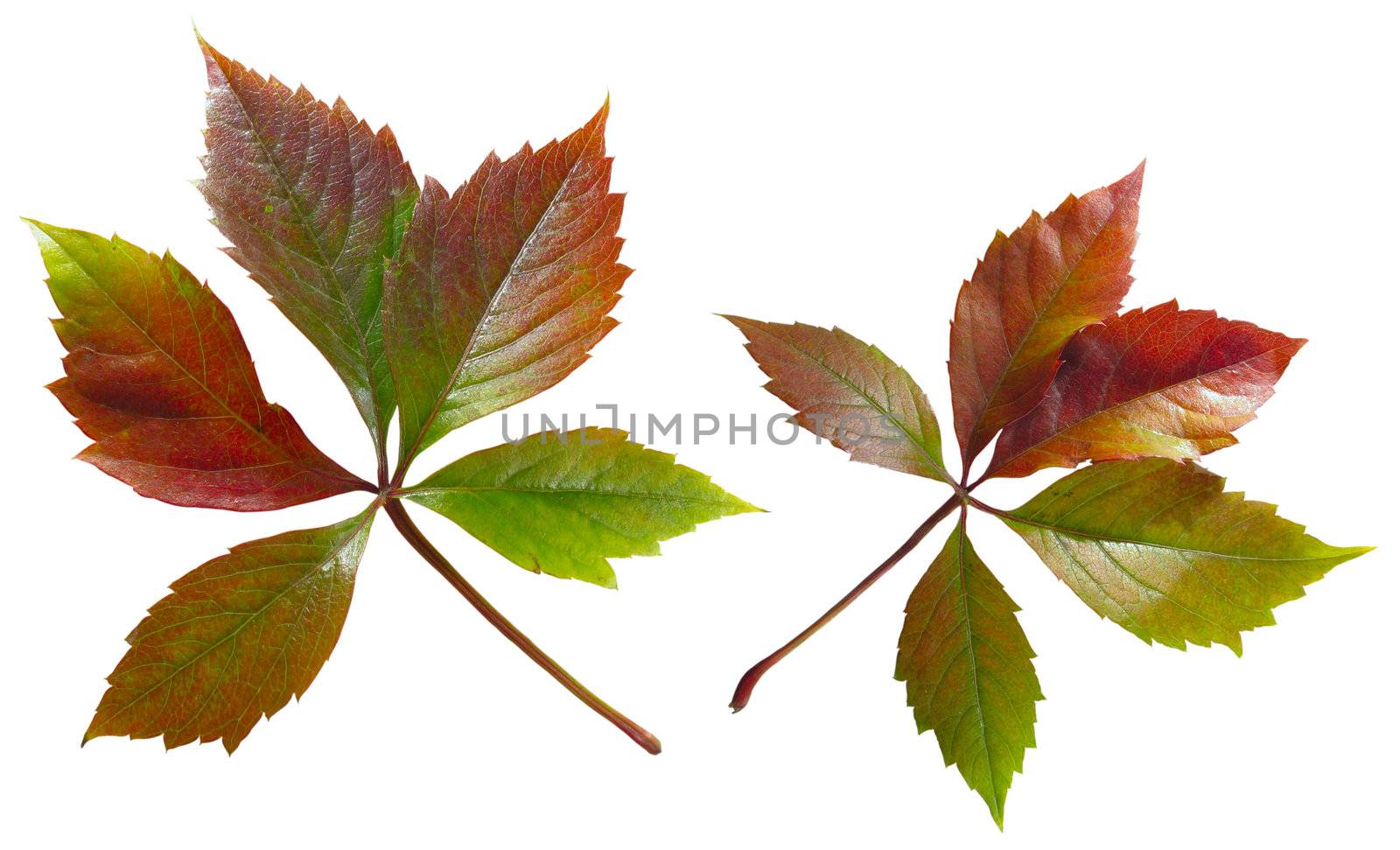Autumn leaves of a ivy on a white background. Images contain clipping puths.