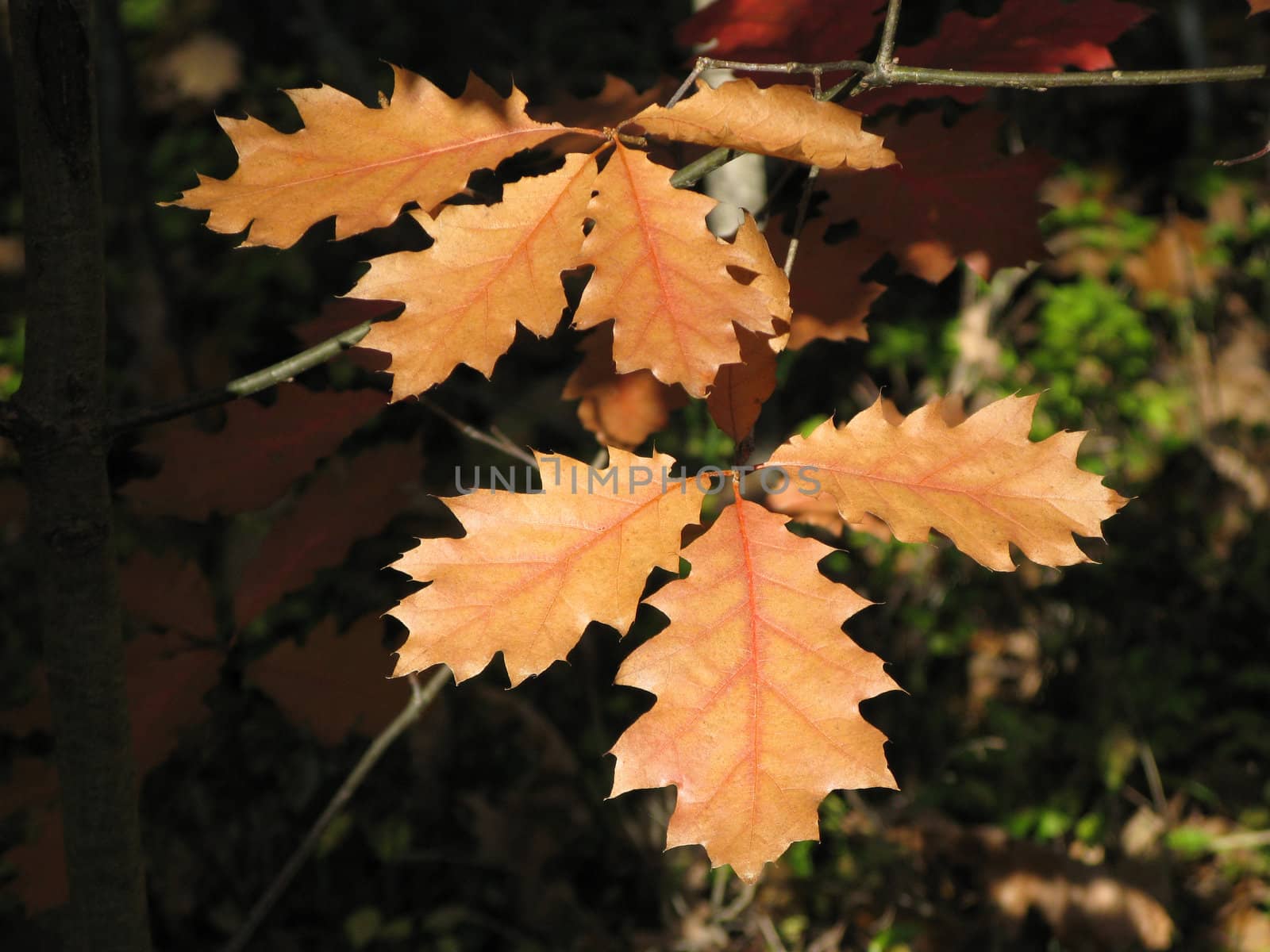 Leaves in autumn forest