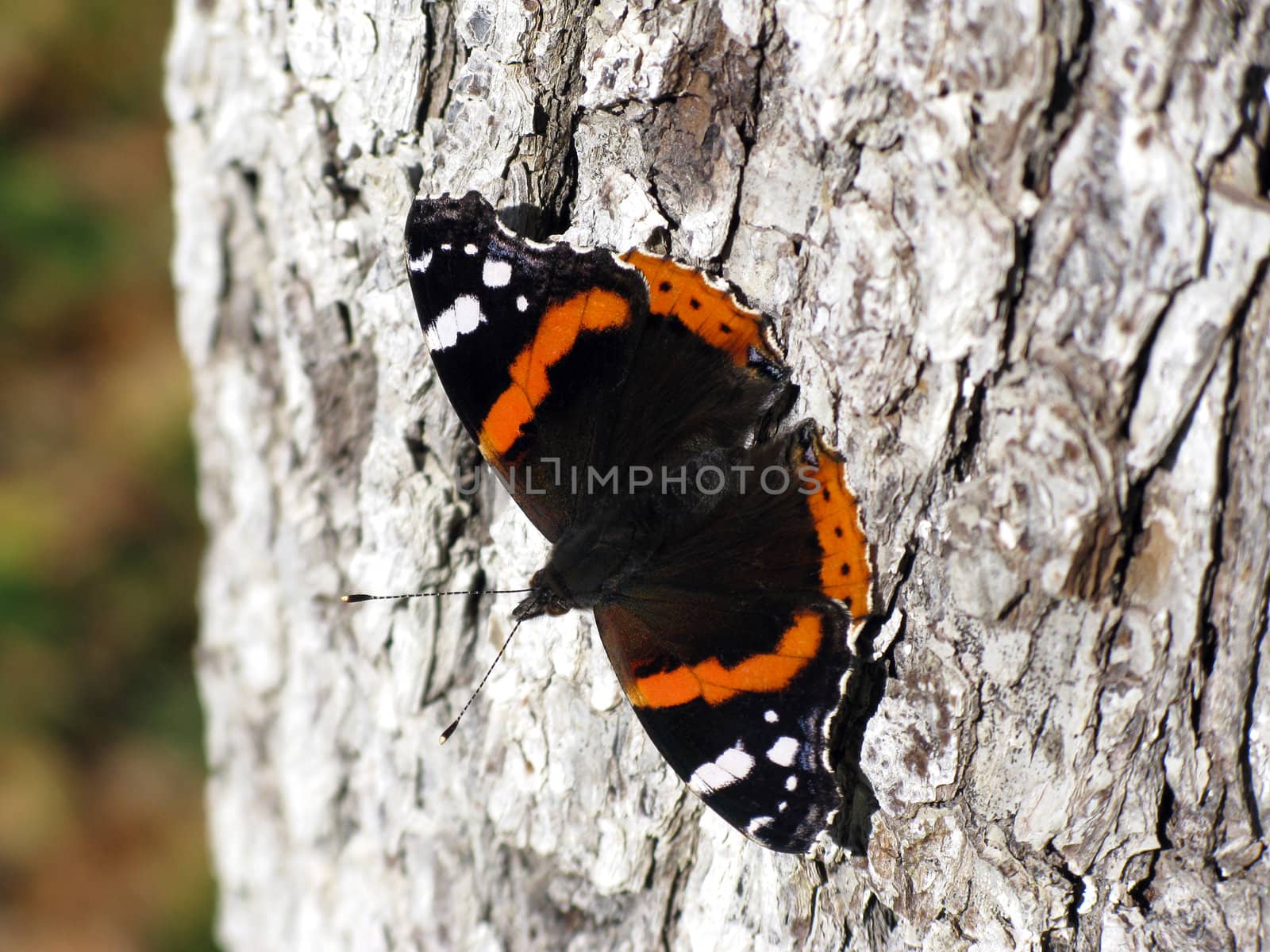 Butterfly on tree in an autumn forest