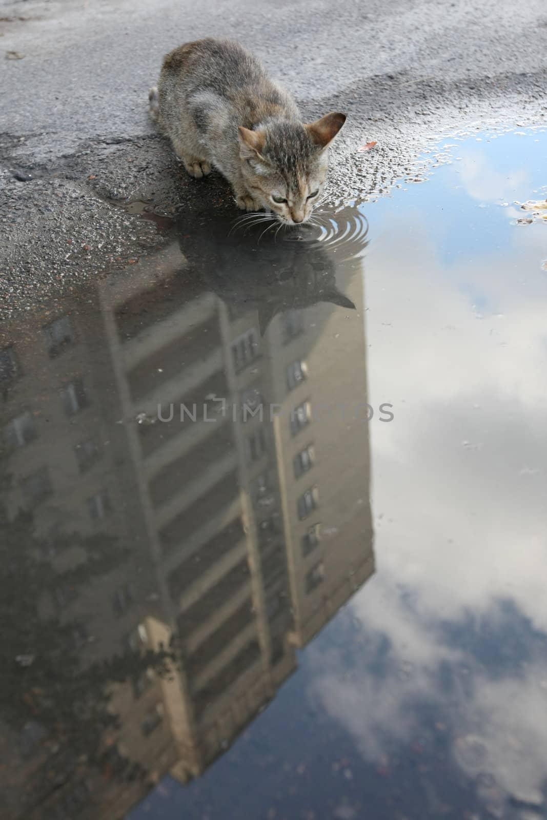 Homeless cat to drink water from a puddle