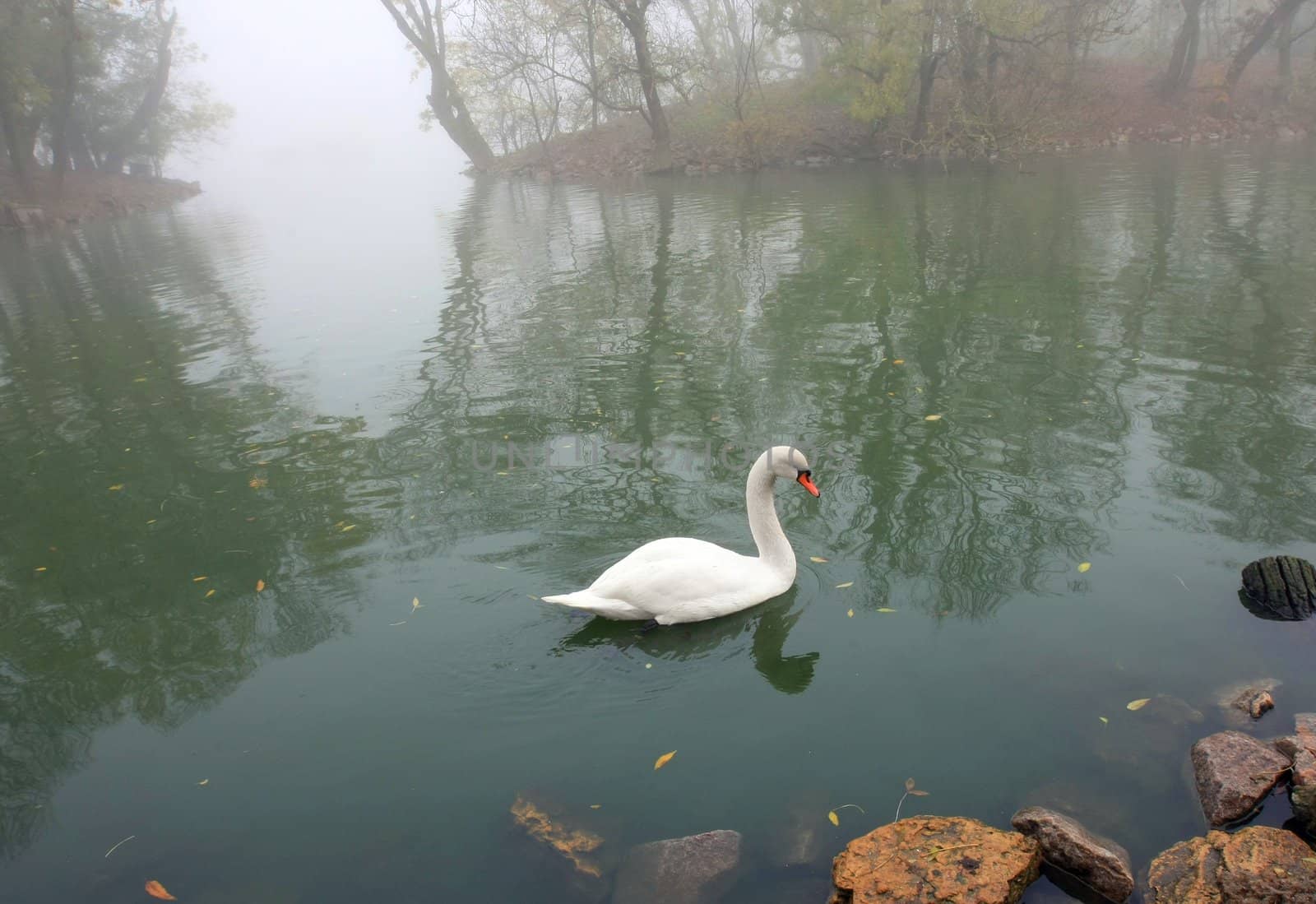 swan in to the pond