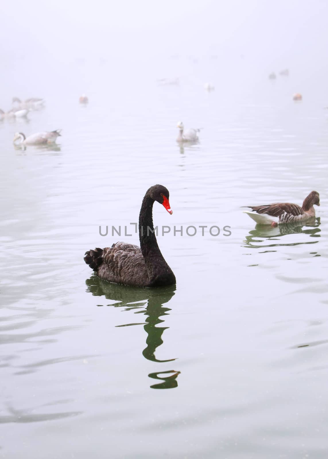 black swan in to the pond. Ascania-Nova. Ukraine