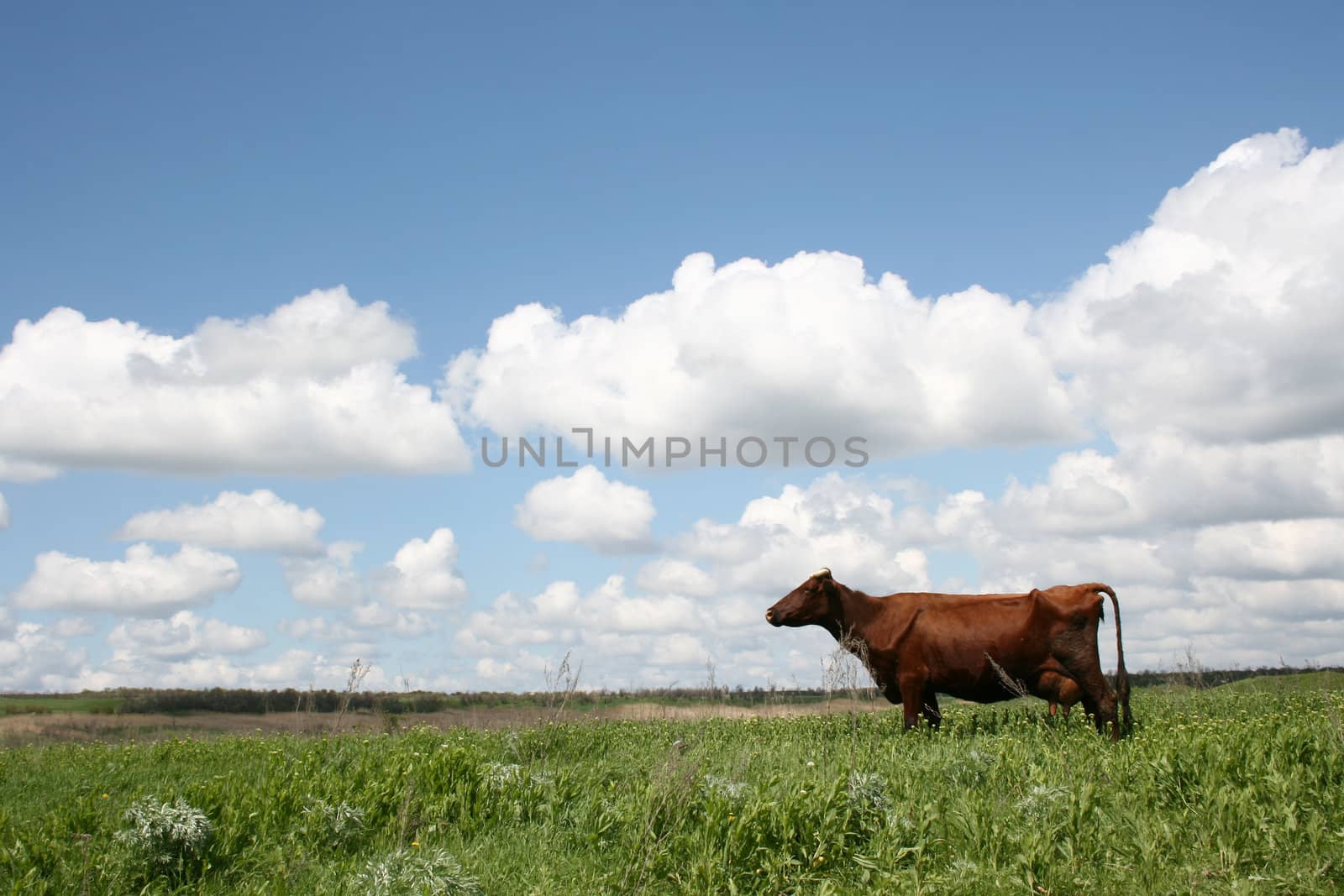 Cow out grazing against deep blue sky 