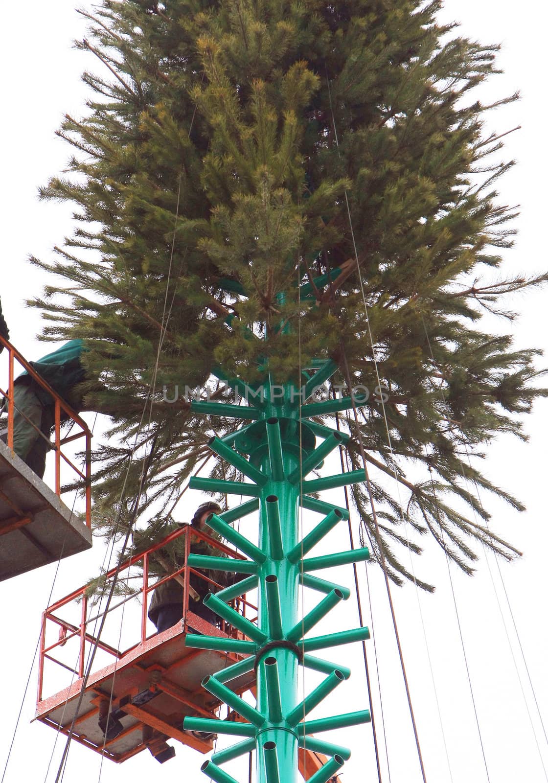 new-year tree on the central area of kyiv