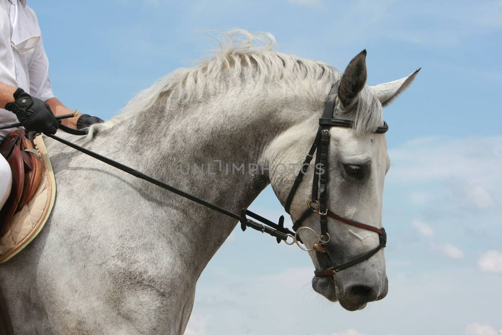 Portrait photograph of dressage horse.