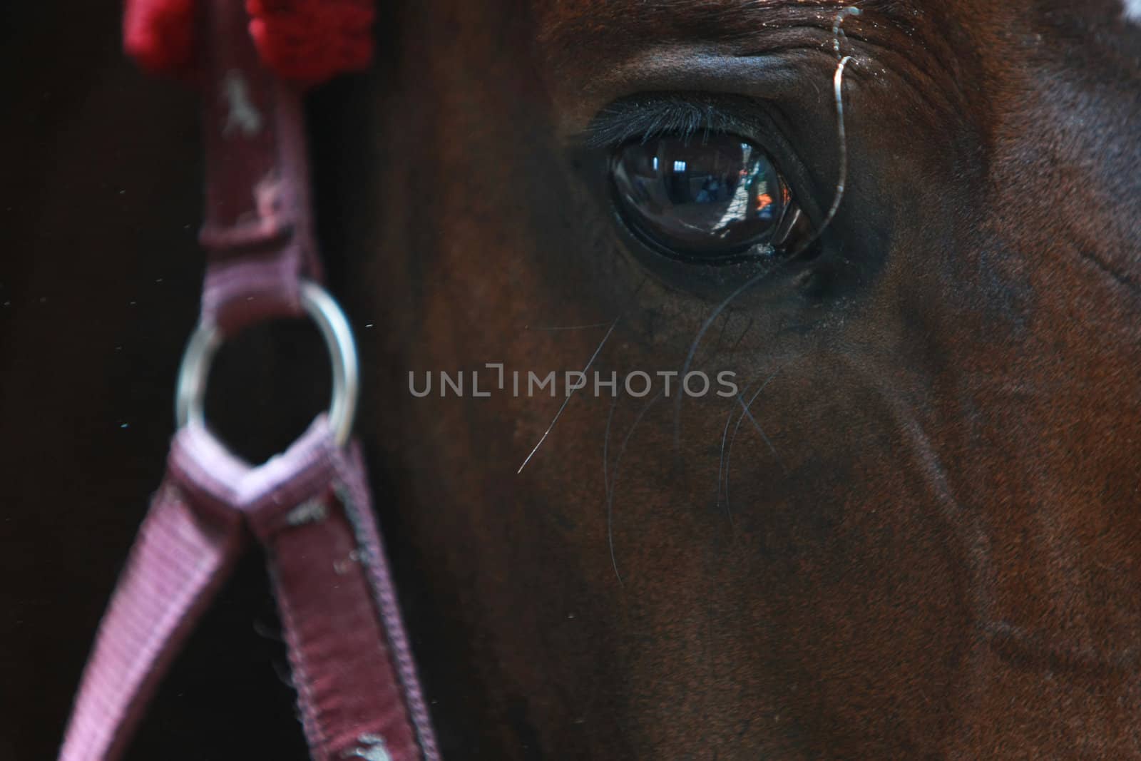 Portrait photograph of dressage horse.