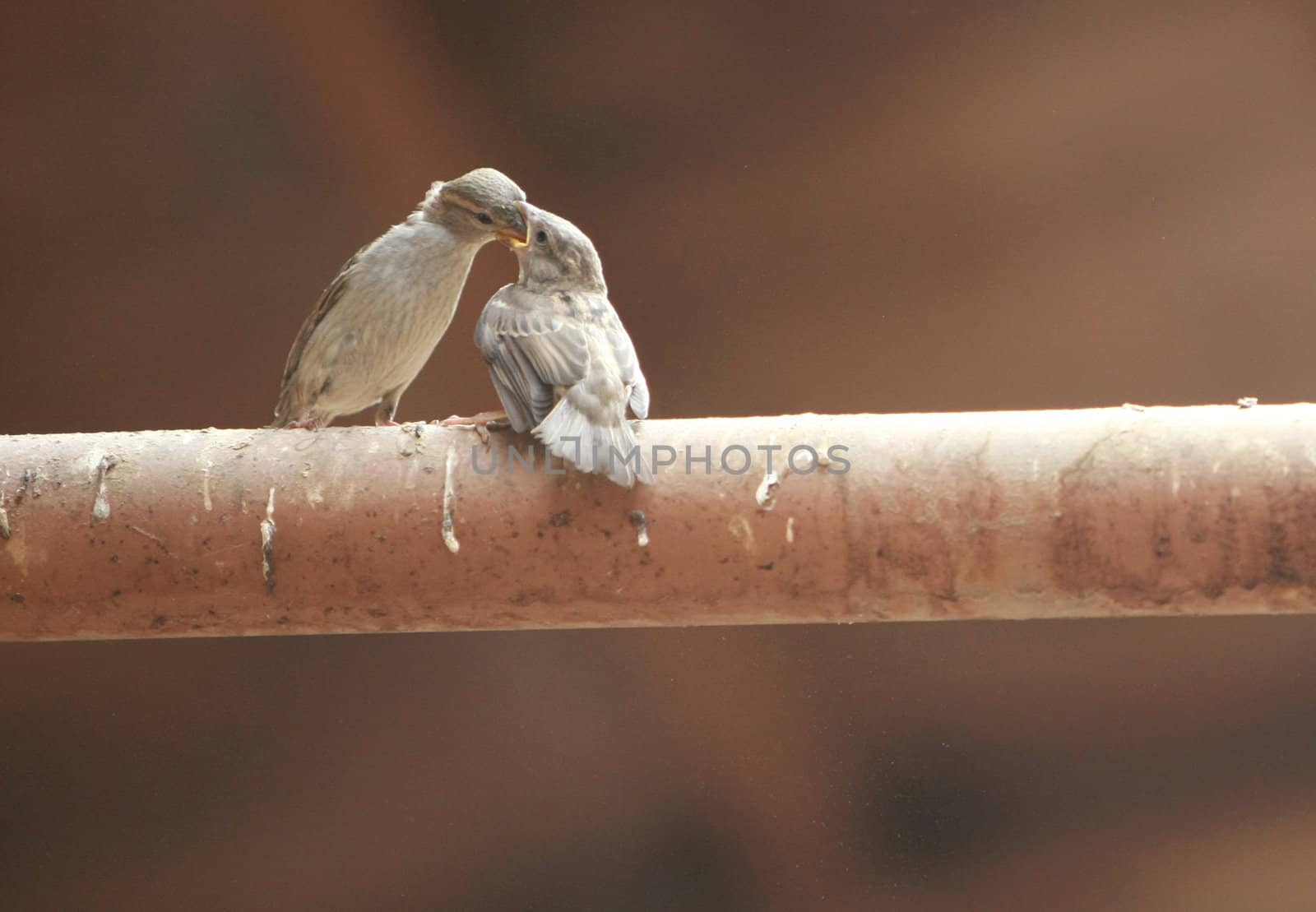 two sparrow eating