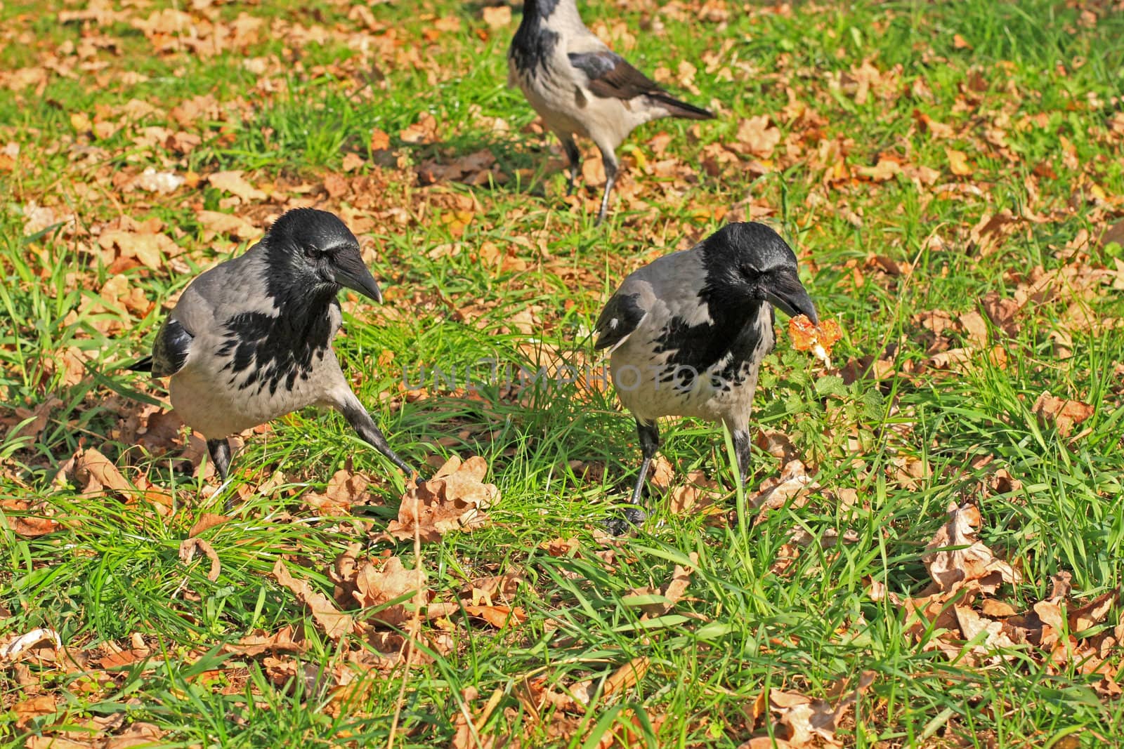 Dancing crows by Lessadar