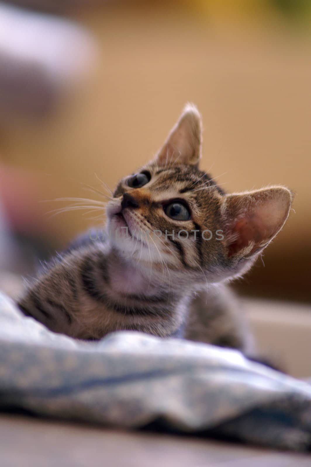 cute kitten on blurry background
