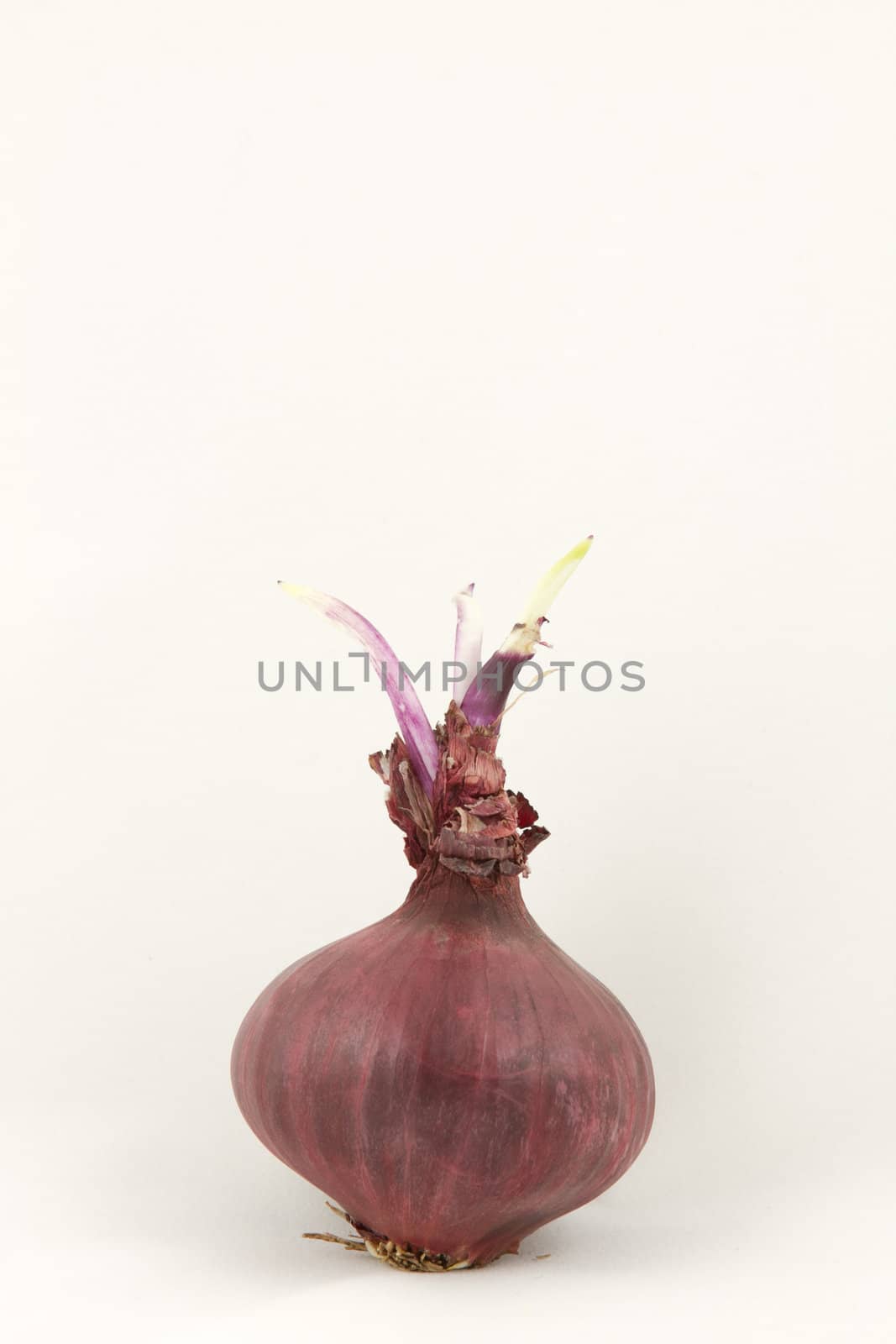 A red onion sprouting with leaf shoots growing from the top all isolated on white.