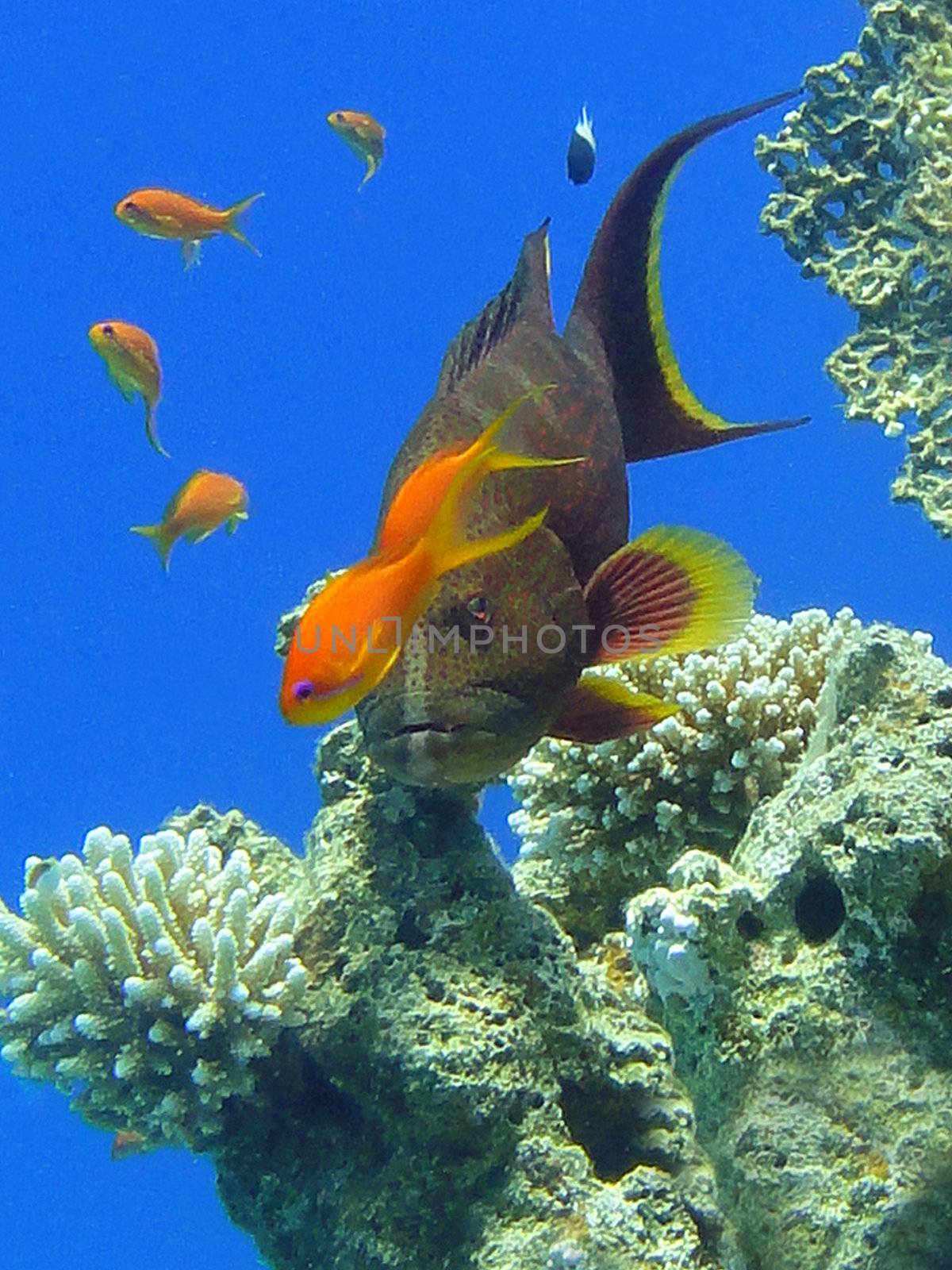 Grouper and small fishes in Red sea, Sharm El Sheikh, Egypt