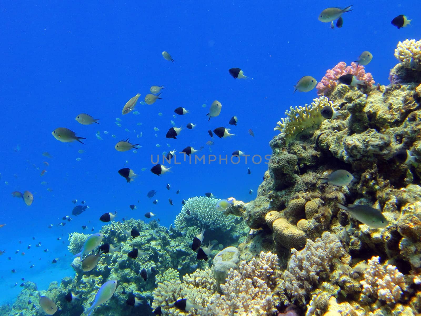 Coral fish in Red sea, Sharm El Sheikh, Egypt