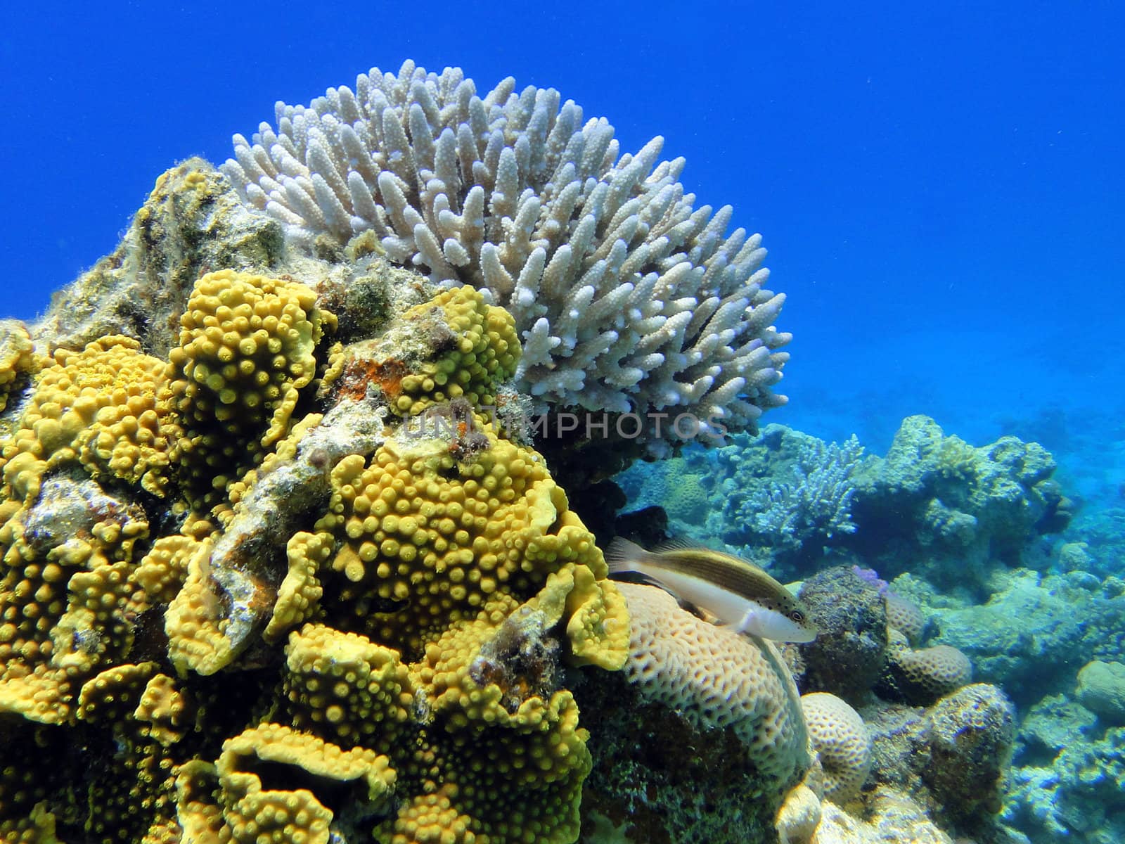 Coral and fish in Red sea, Sharm El Sheikh, Egypt