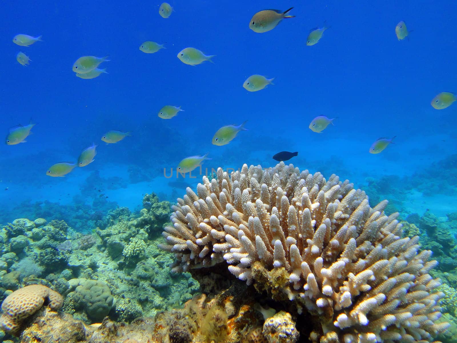 Coral and fishes in Red sea, Sharm El Sheikh, Egypt