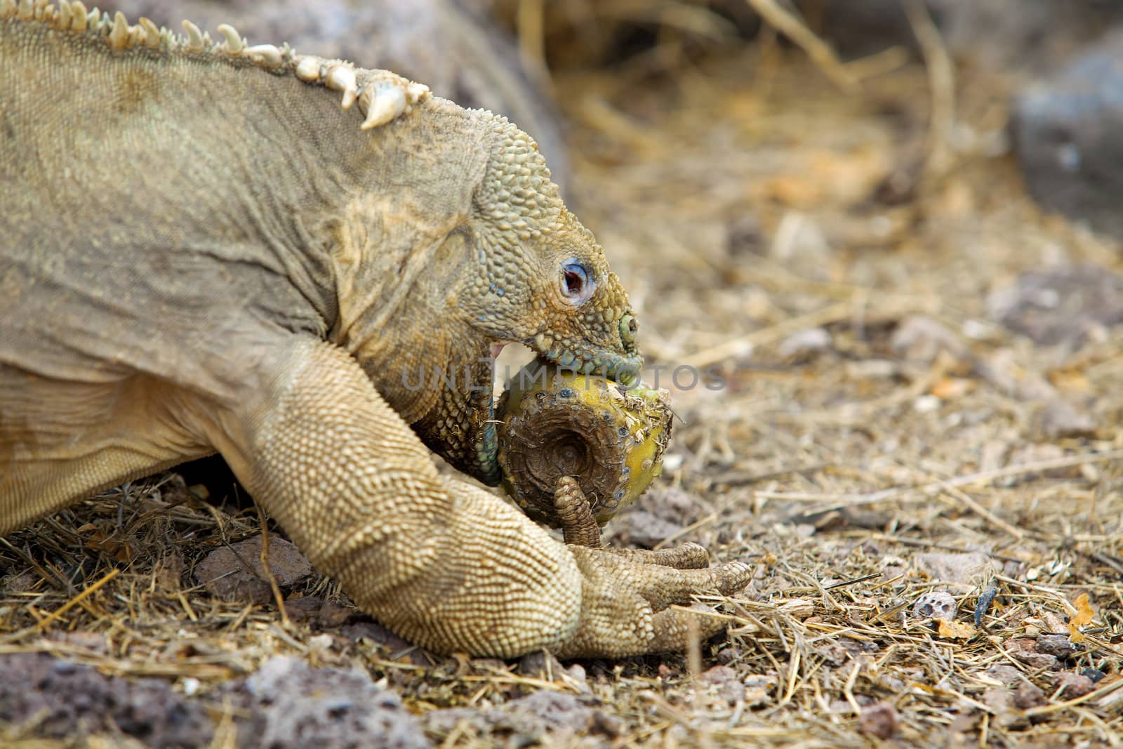 Galapagos land iguana eating cactus on Santa Fe Island