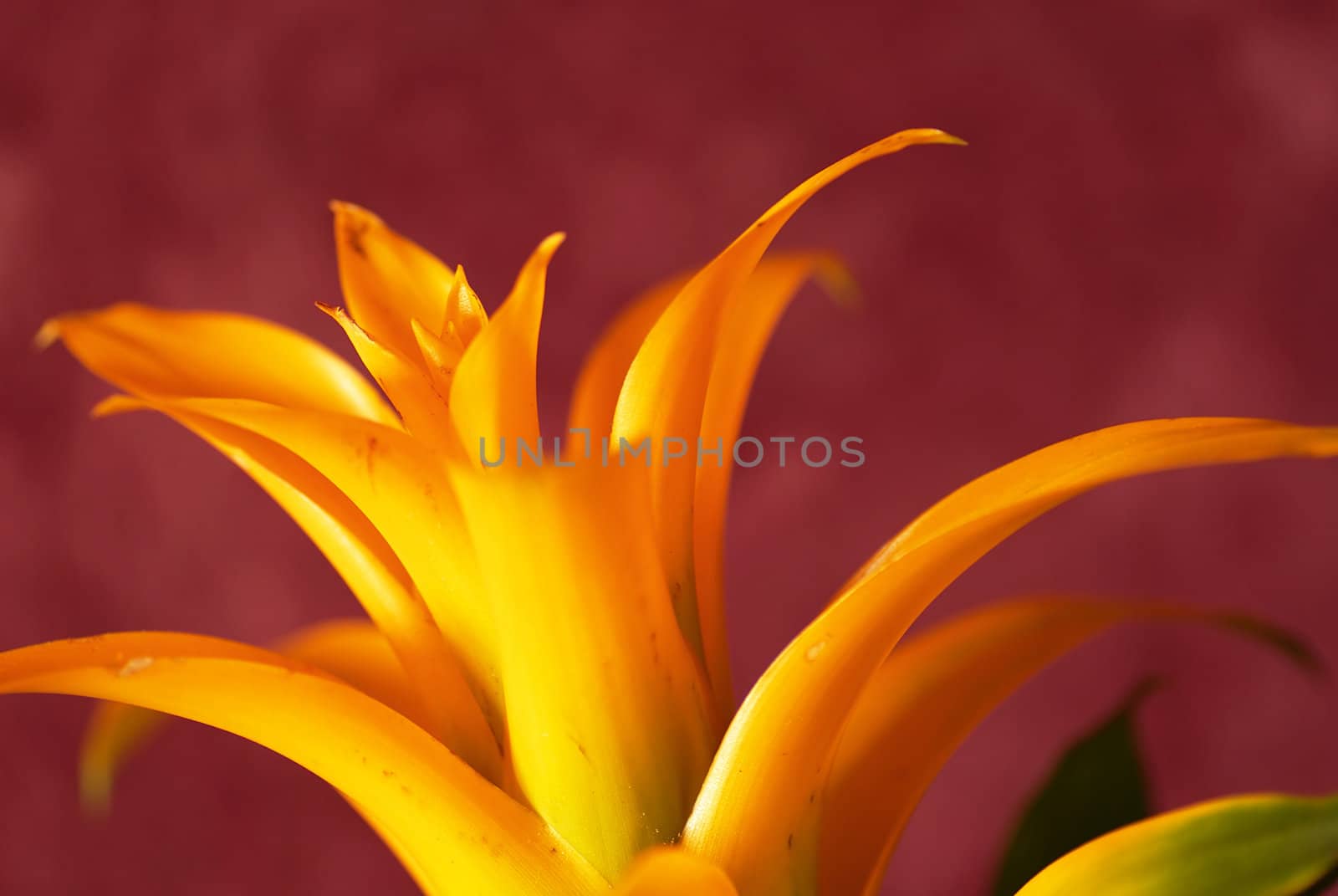 yellow bromelia plant over plum colour background closeup