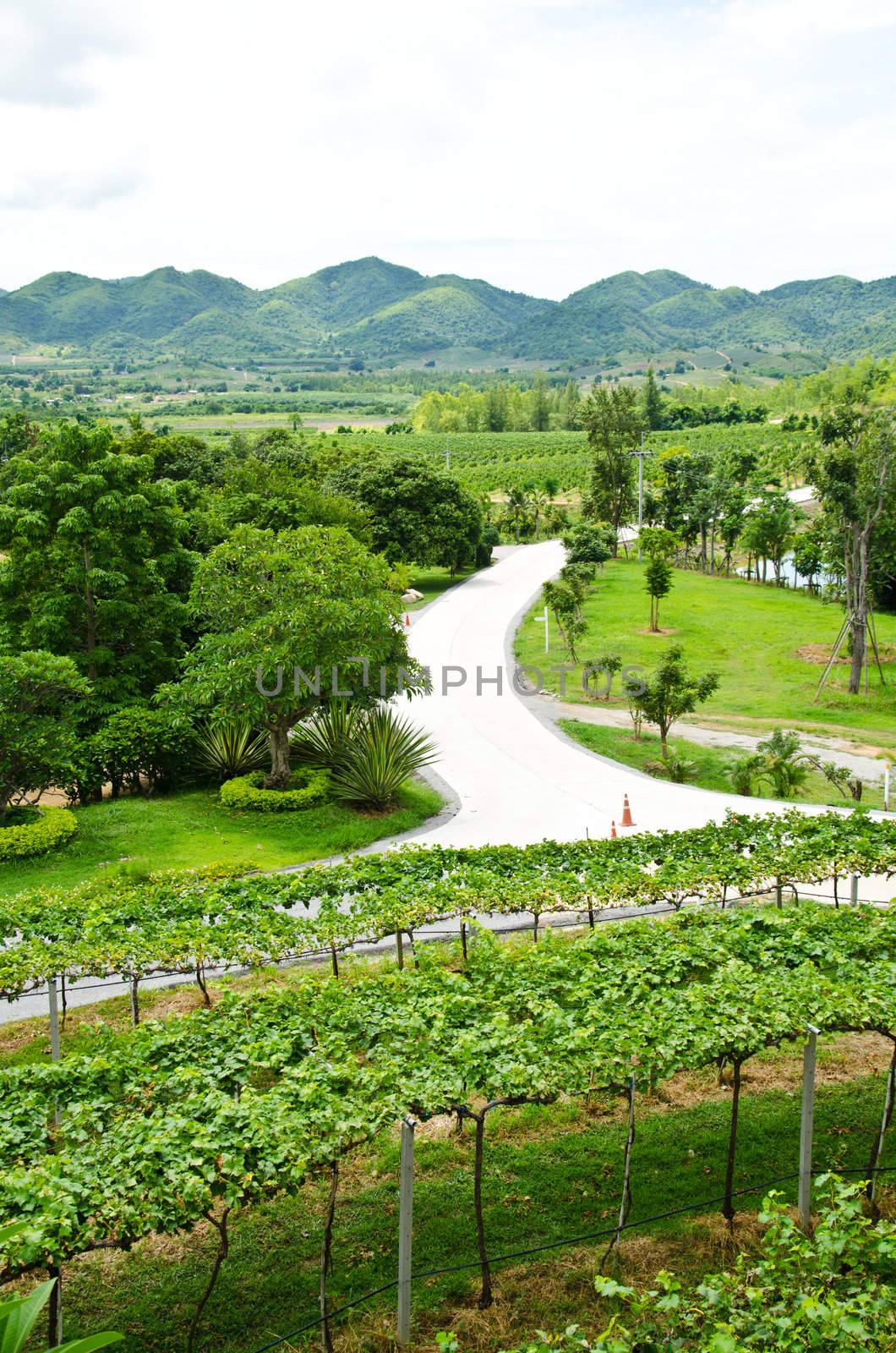 Vineyards in the valley. by chatchai