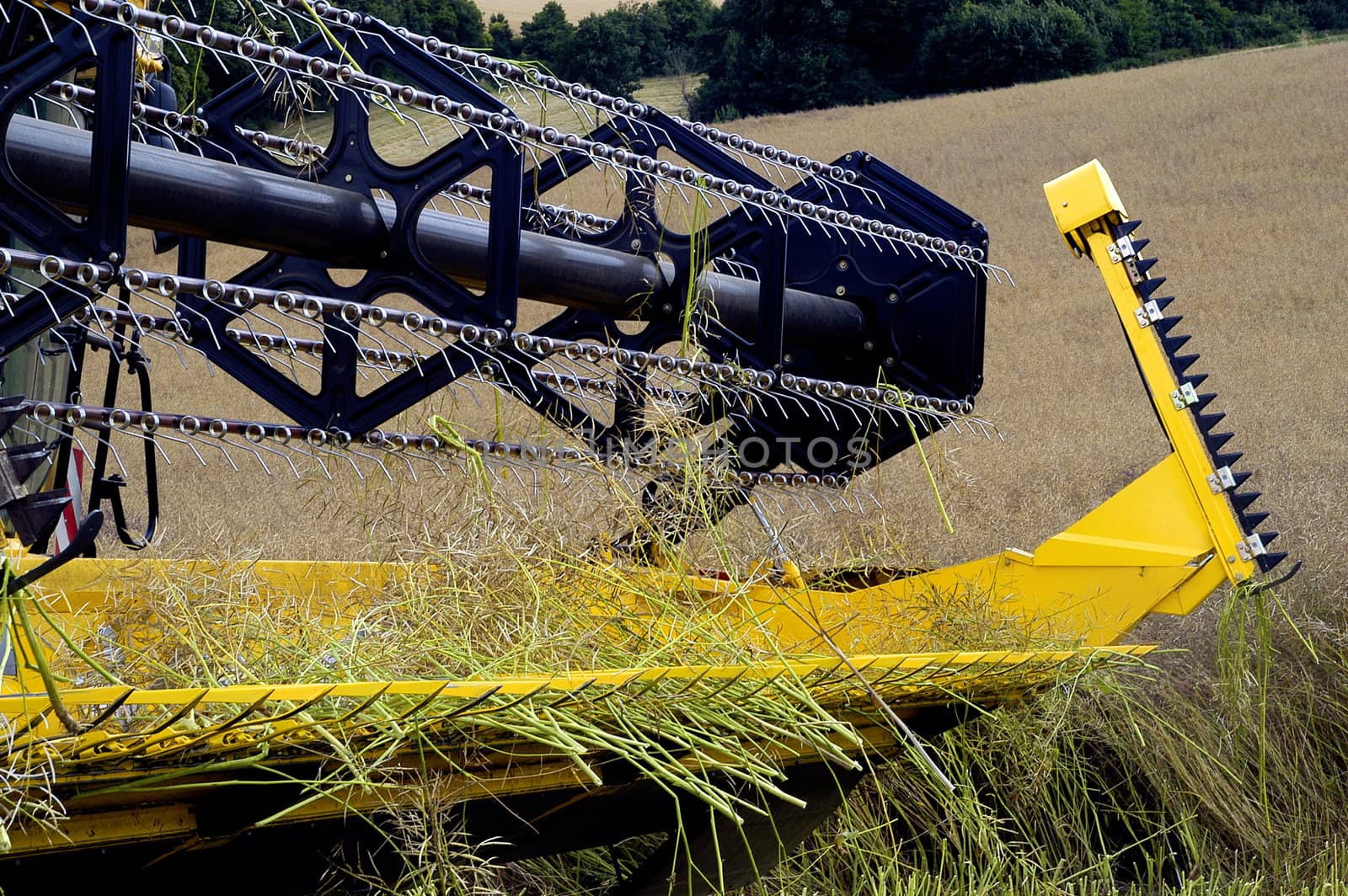 the harvest of colza with machines like a reaping-machine threshing-machine and tractor