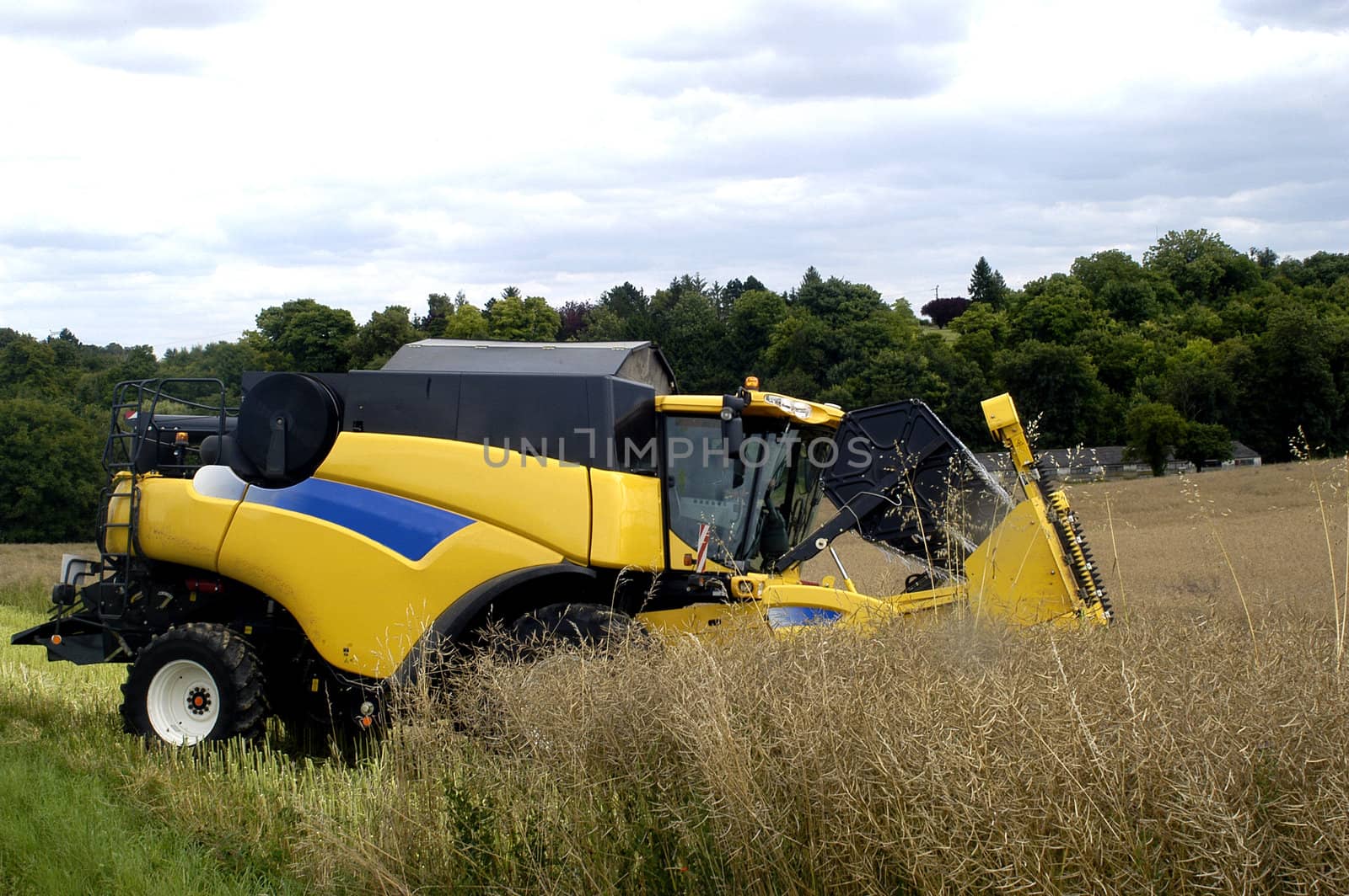 the harvest of colza with machines like a reaping-machine threshing-machine and tractor