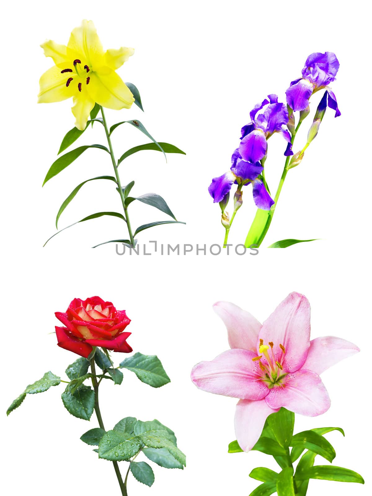 set of four different flowers on a white background