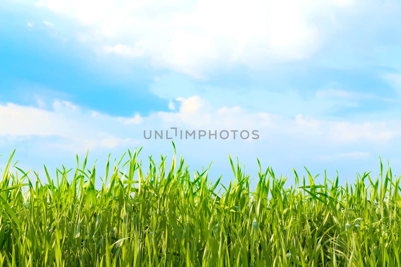 view of the cloudy sky through the green grass