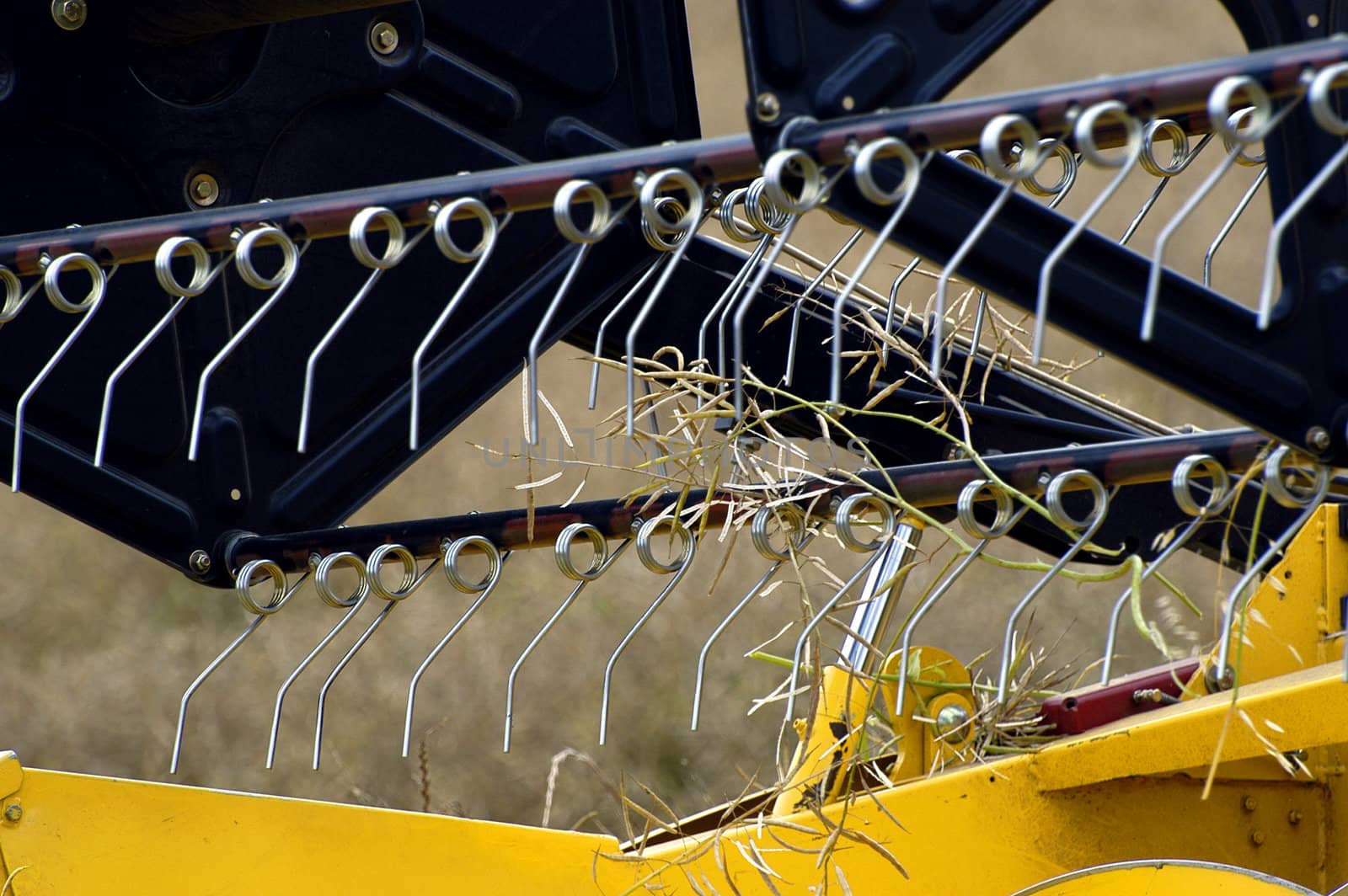 the harvest of colza with machines like a reaping-machine threshing-machine and tractor