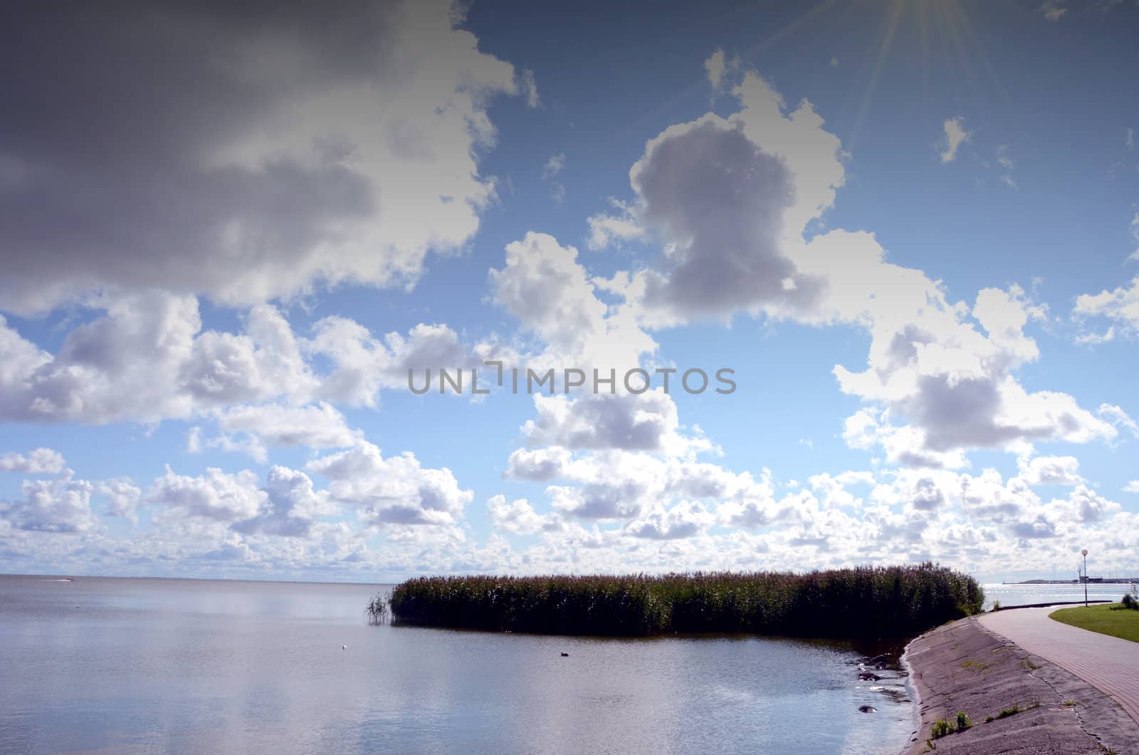 Lake bay fragment near road. Reed and water birds. by sauletas