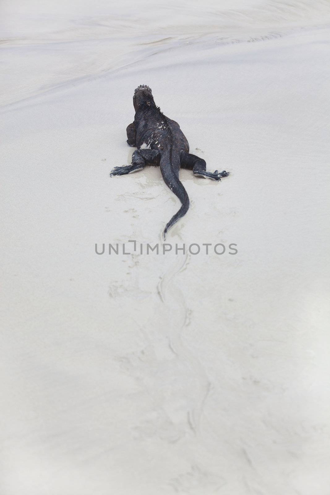 A marine iguana walking on the beach on Galapagos