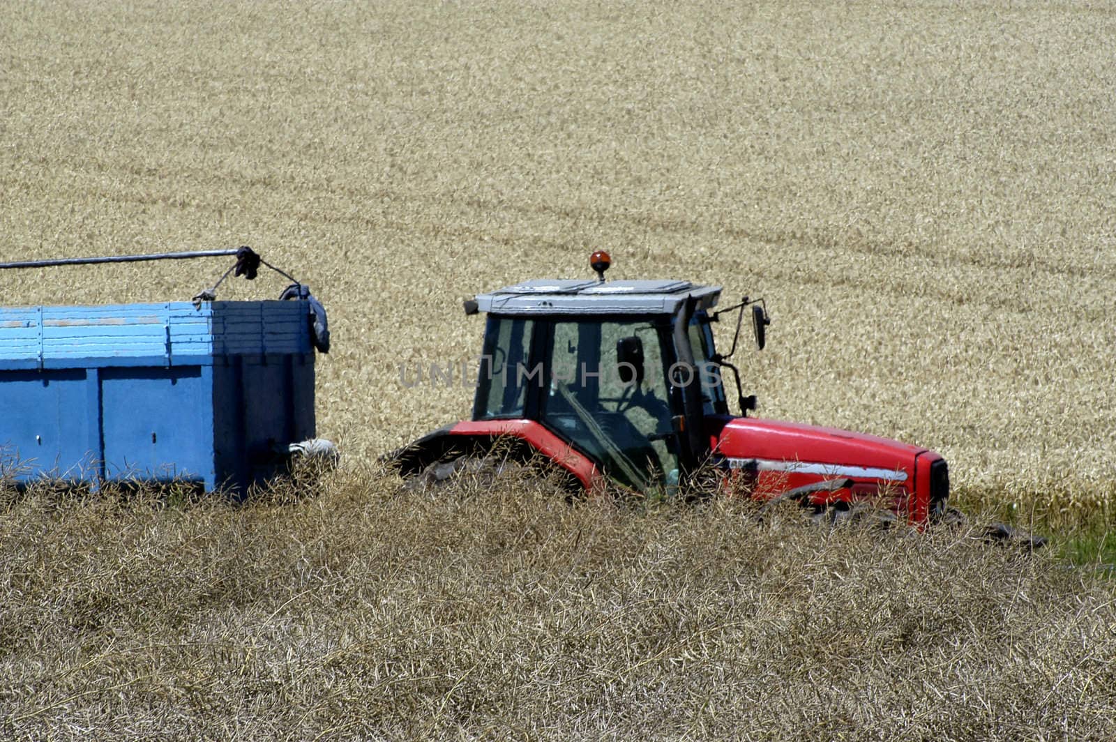 the harvest of colza with machines like a reaping-machine threshing-machine and tractor