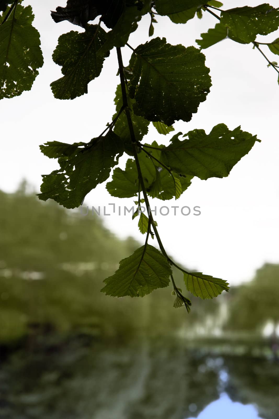 branch overhanging a river on a beautiful day with a white sky background