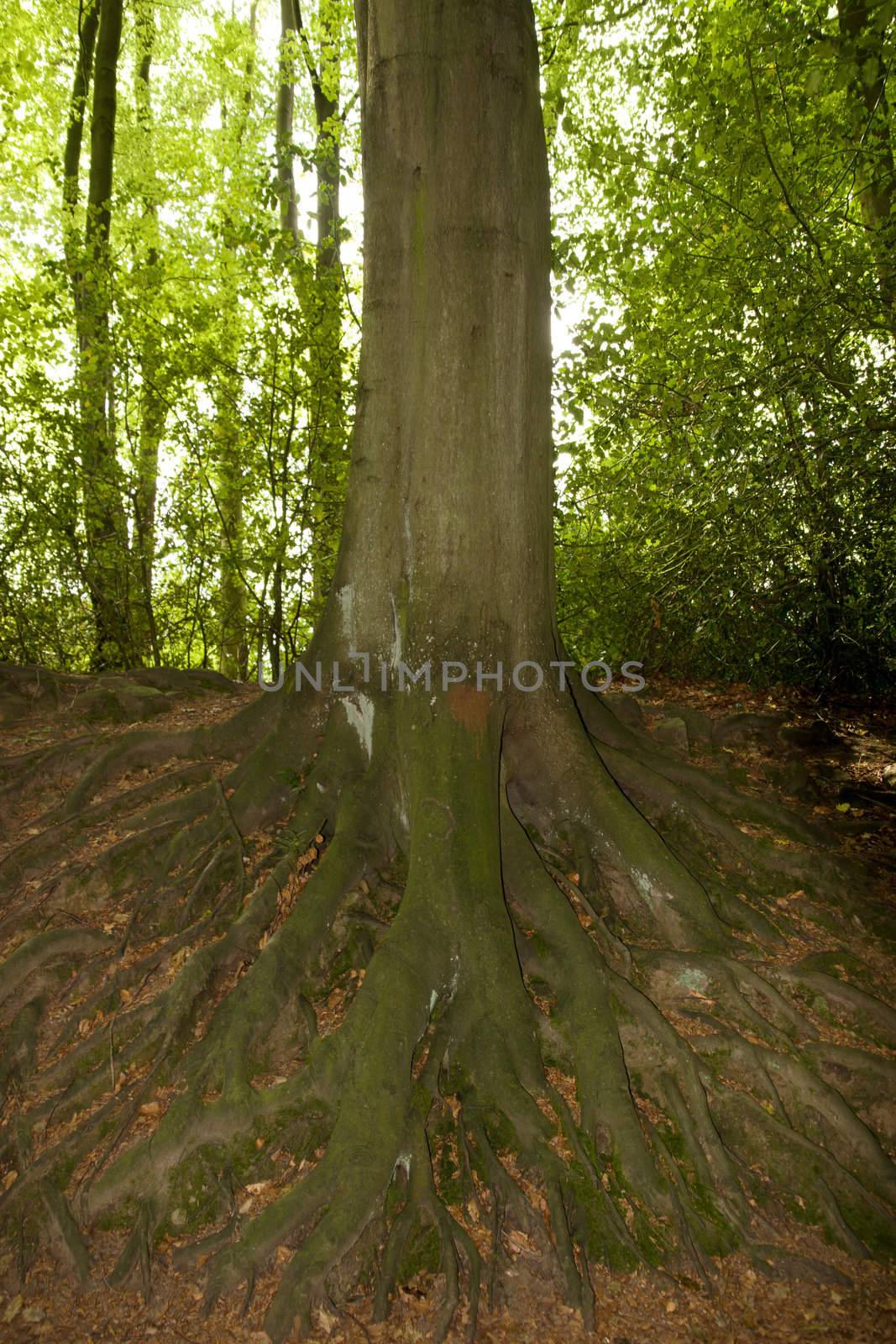 network of roots from big old tree in mature woods in the Cheshire countryside in England