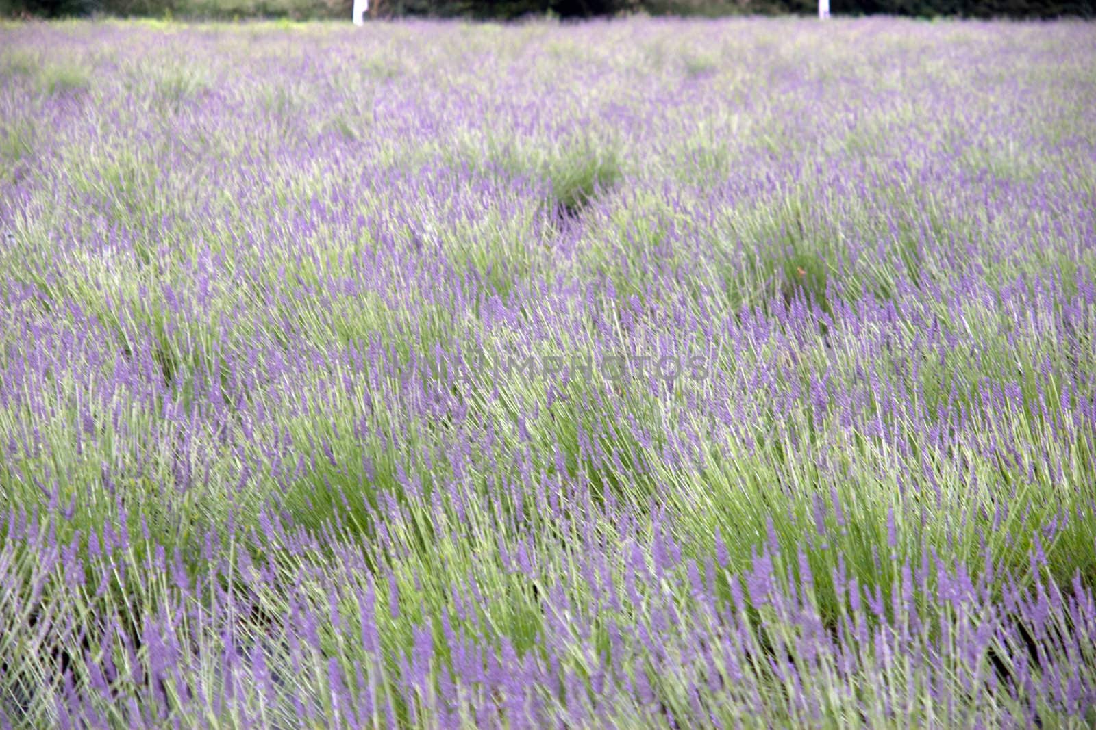 a field of swaying wild heather flowers on a beautiful day in the english countryside in blurry movement