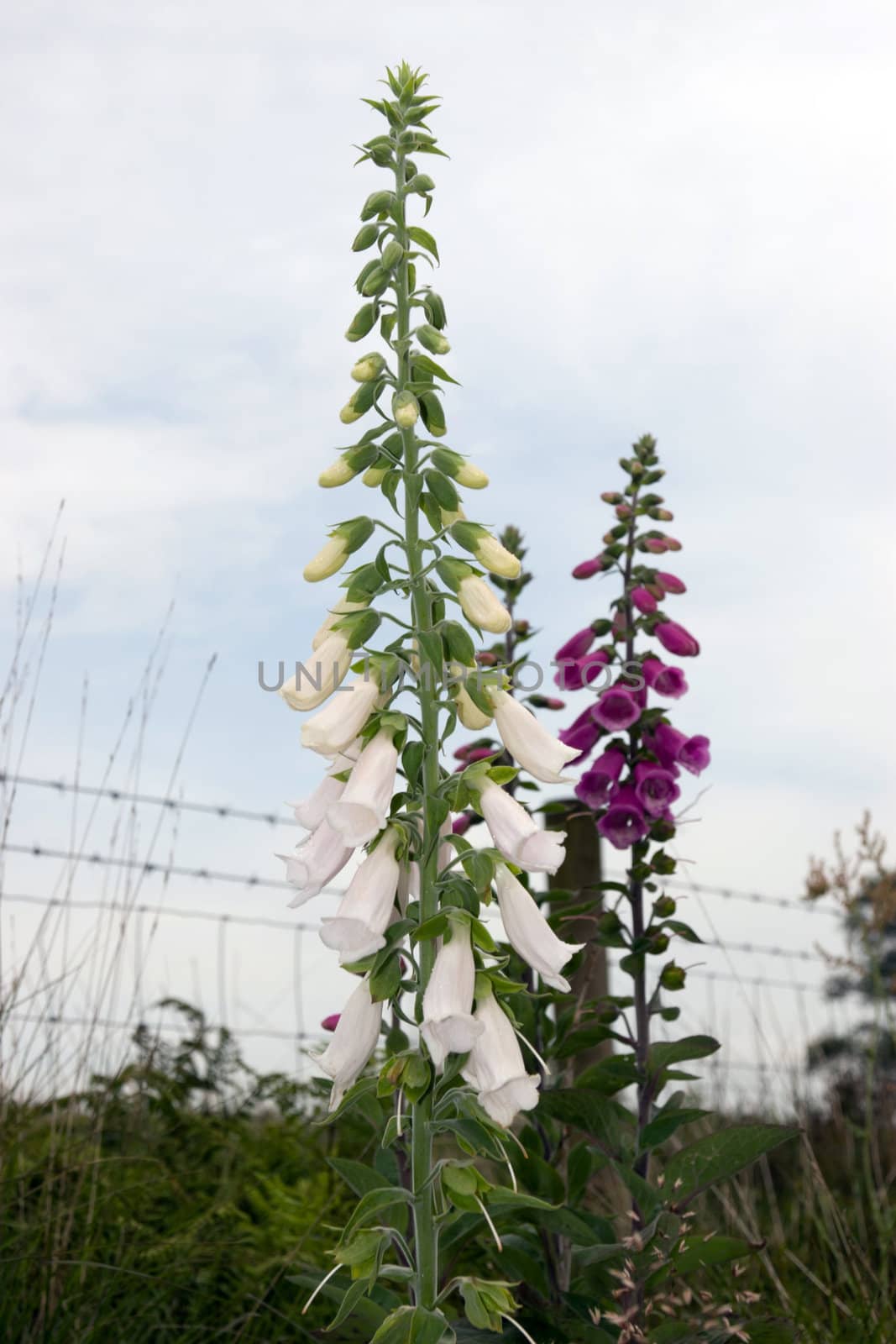 wild white foxglove flowers on a beautiful day with a cloudy blue sky background