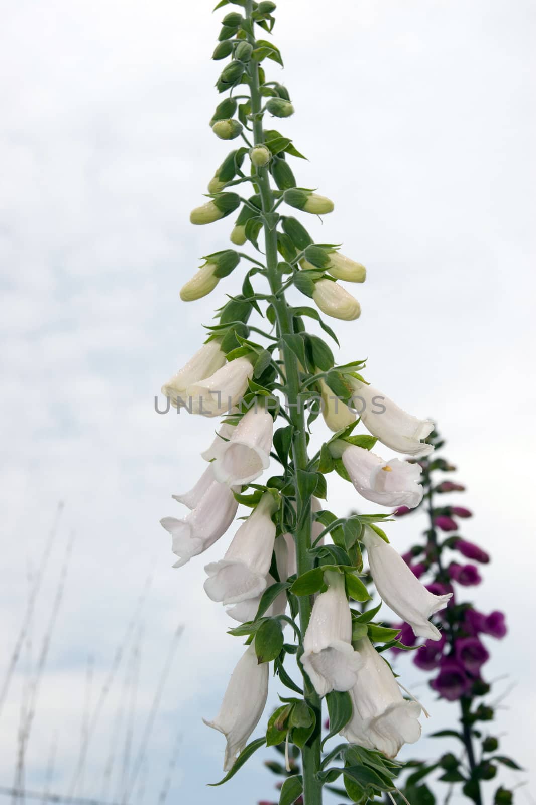 wild white foxglove flowers on a beautiful day with a cloudy blue sky background